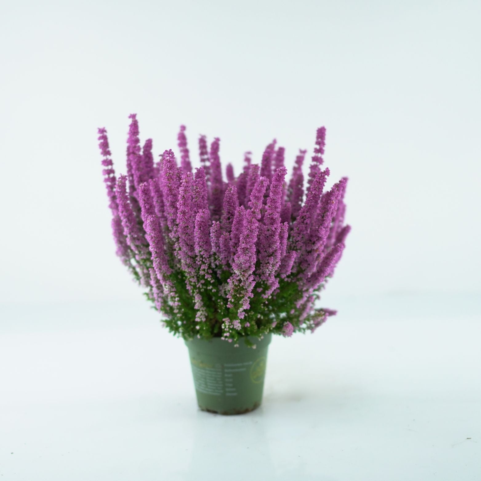 ERICA GRACILIS 'BEAUTY QUEEN'  Wrzosiec delikatny