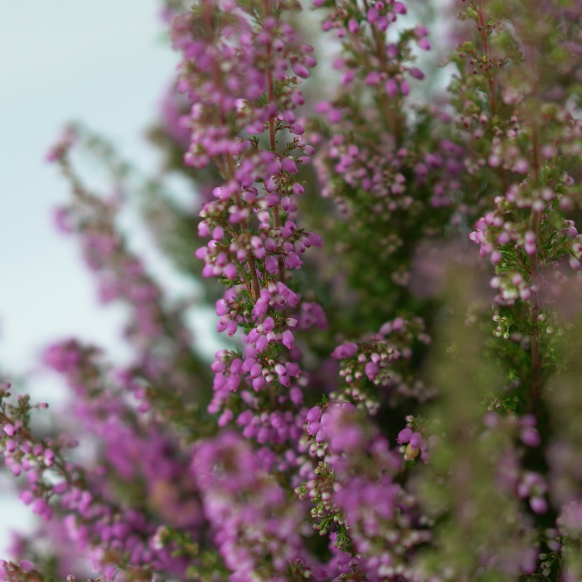 ERICA GRACILIS 'BEAUTY QUEEN' Wrzosiec delikatny