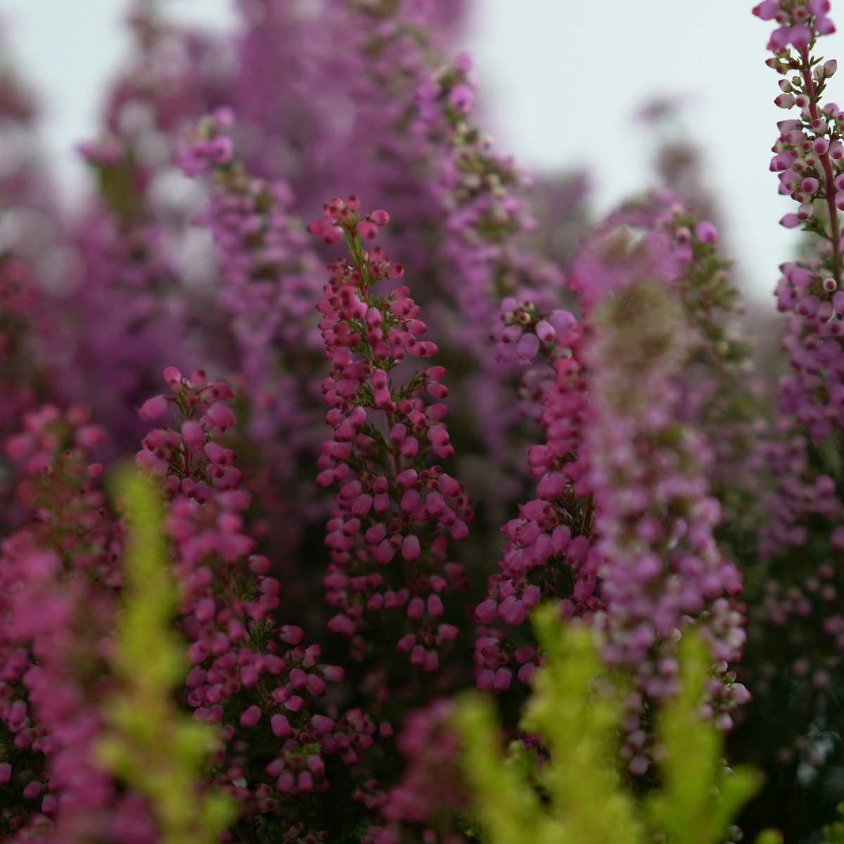 ERICA GRACILIS 'BEAUTY QUEEN' Wrzosiec delikatny