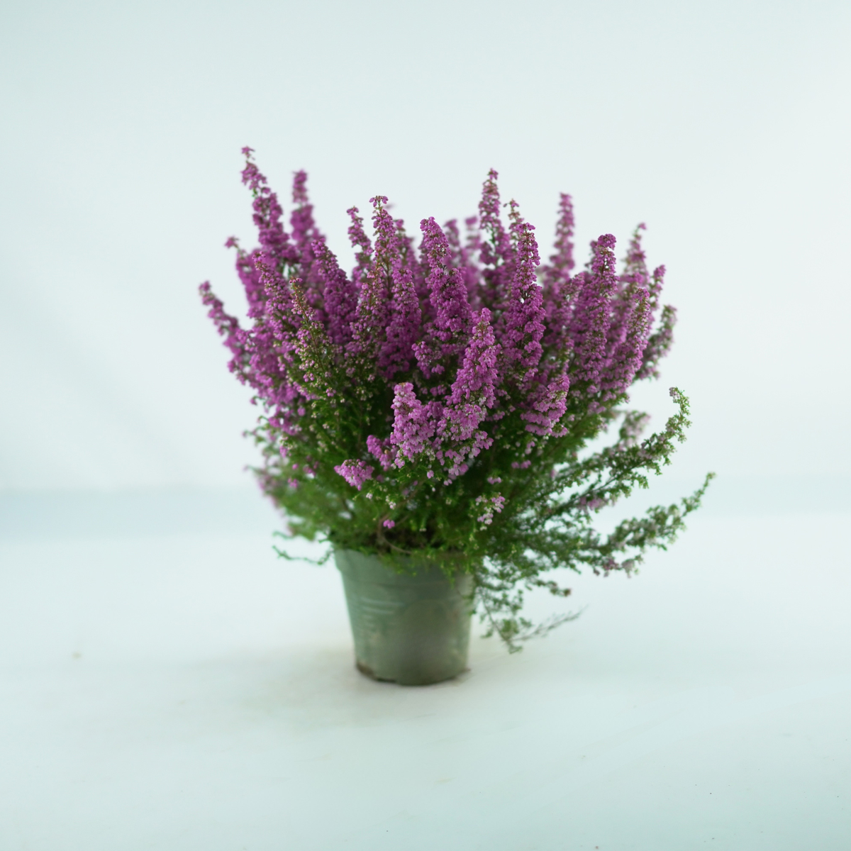 ERICA GRACILIS 'Beauty Queen Sofie' Wrzosiec delikatny
