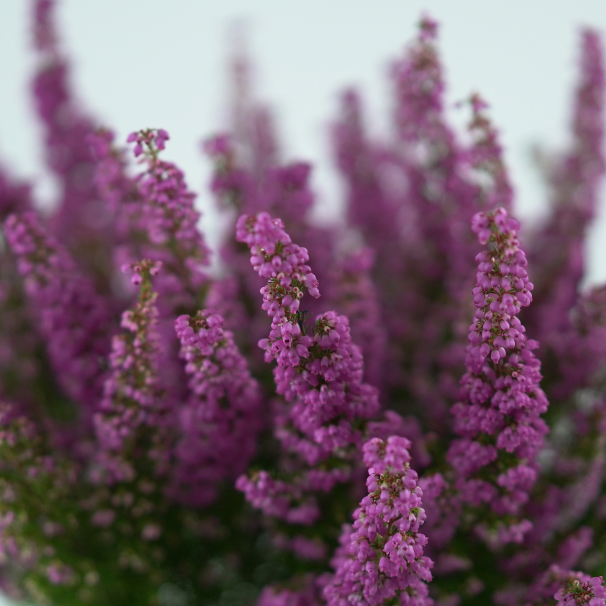 ERICA GRACILIS 'Beauty Queen Sofie' Wrzosiec delikatny