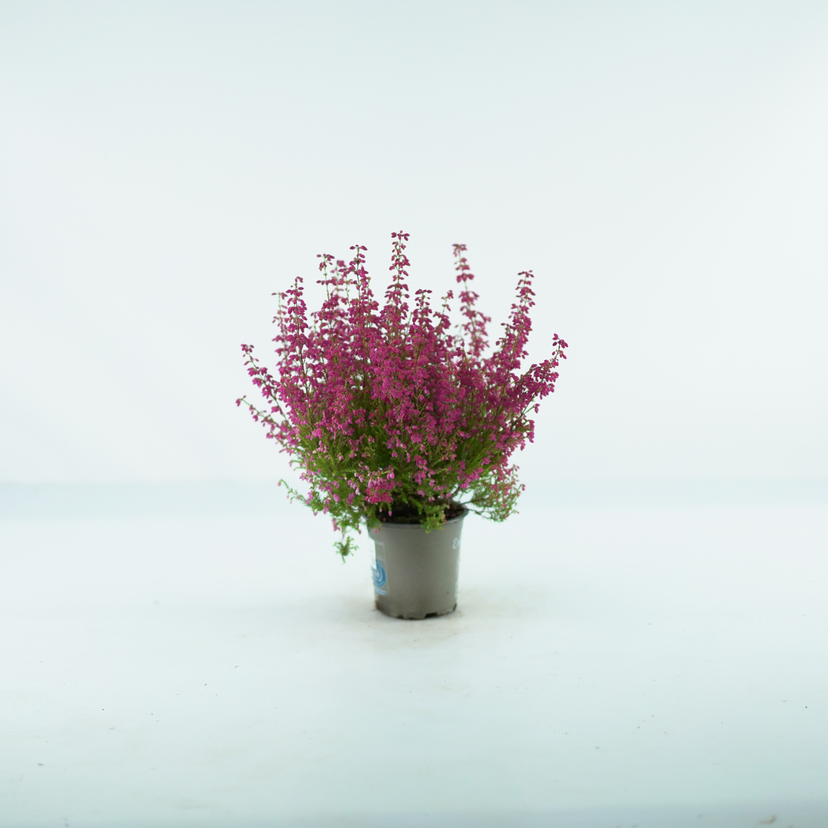 ERICA GRACILIS Wrzosiec delikatny