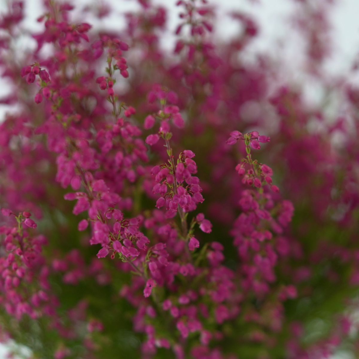 ERICA GRACILIS Wrzosiec delikatny