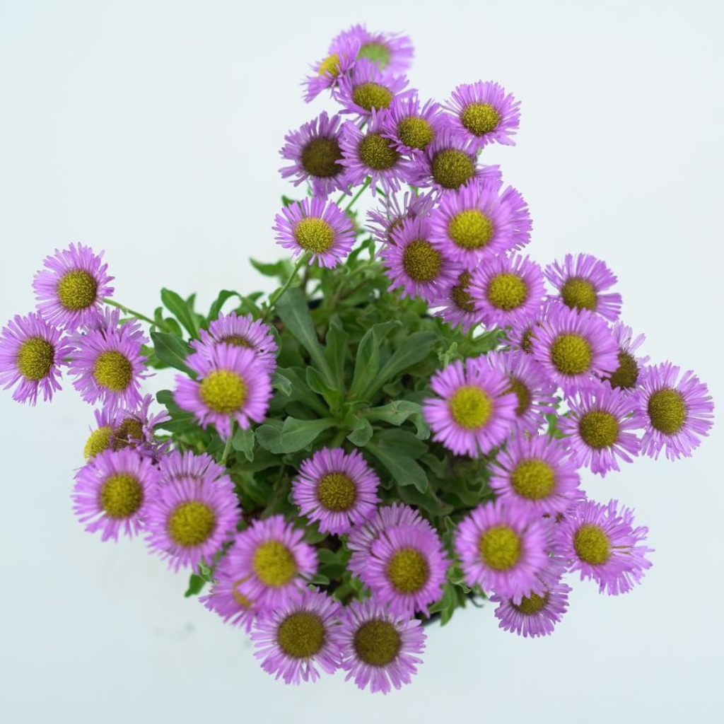 ERIGERON GLAUCUS 'SEA BREEZE' Przymiotno sine