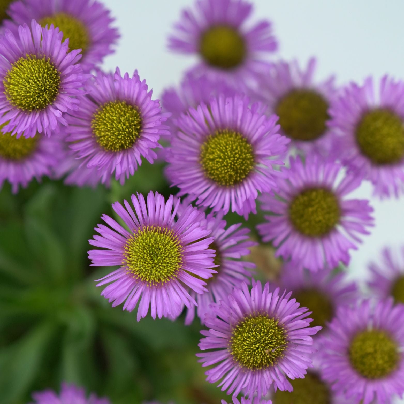 ERIGERON GLAUCUS 'SEA BREEZE' Przymiotno sine