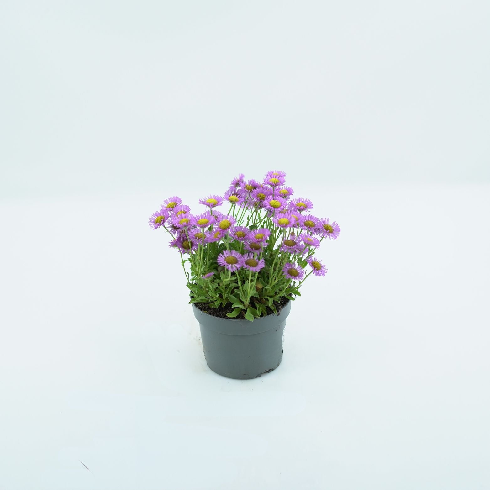 ERIGERON GLAUCUS 'SEA BREEZE' Przymiotno sine