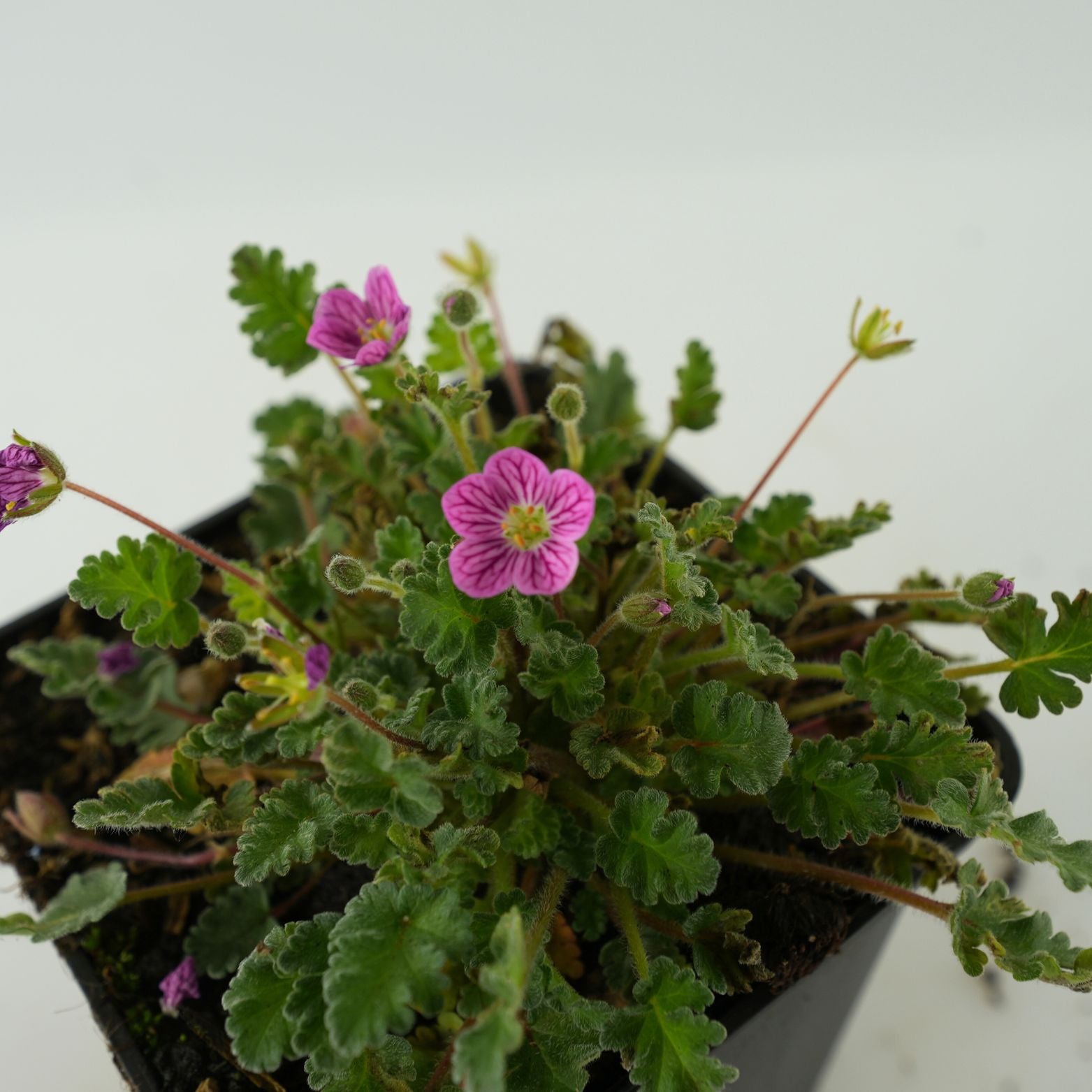 ERODIUM VARIABLE 'Bishop's Form' Iglica zmienna