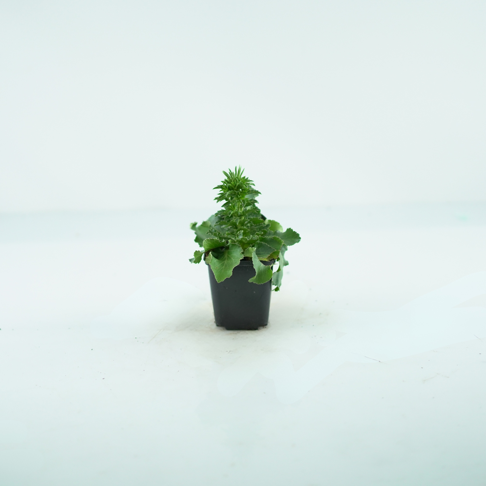ERYNGIUM PLANUM 'BLUE HOBBIT' Mikołajek