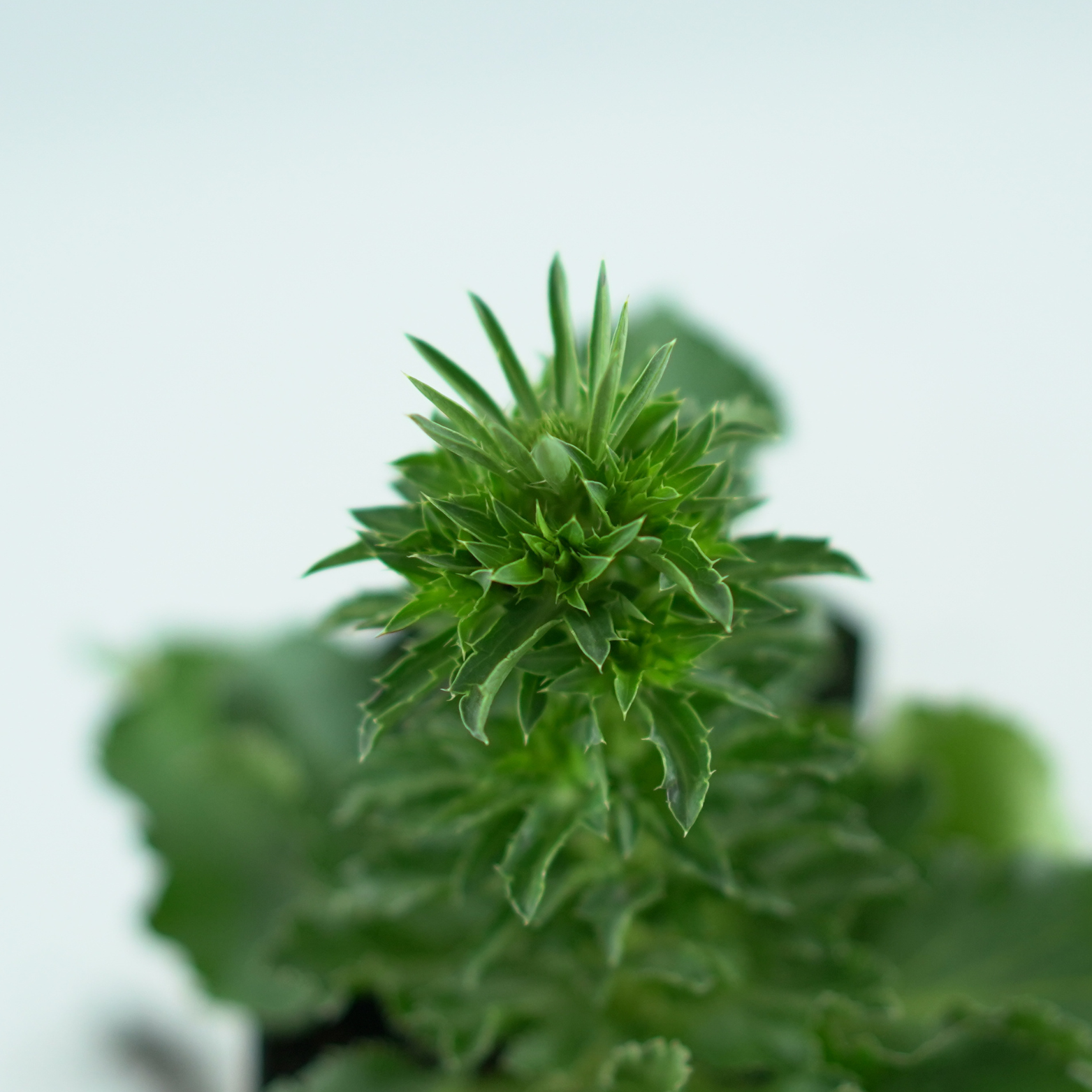 ERYNGIUM PLANUM 'BLUE HOBBIT' Mikołajek