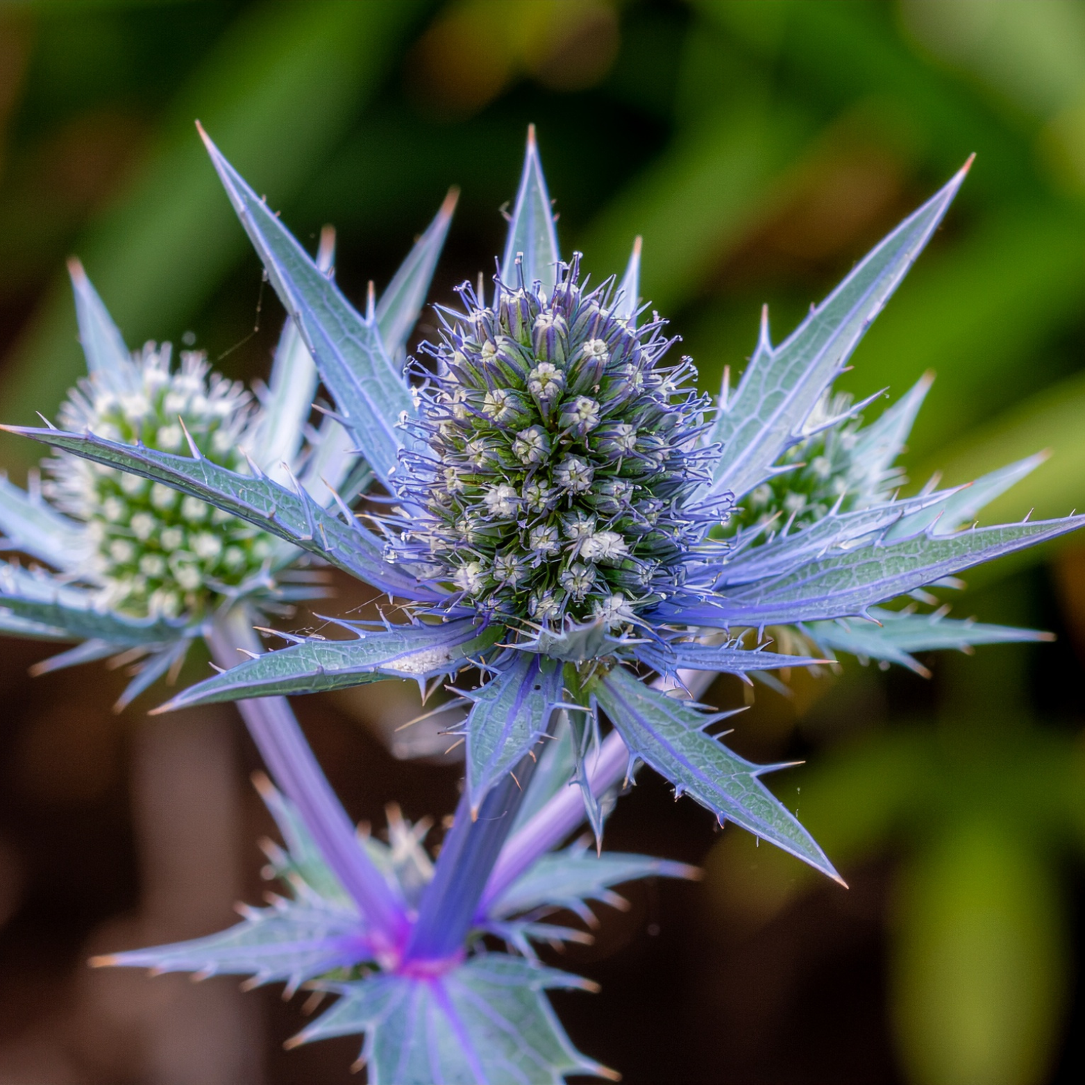 ERYNGIUM PLANUM 'BLUE HOBBIT' Mikołajek