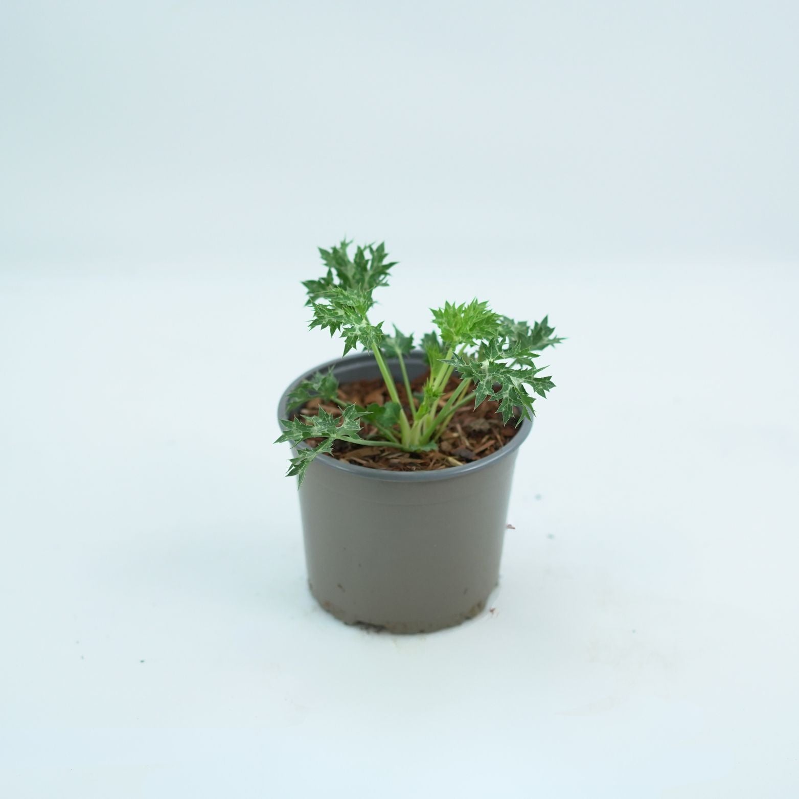 ERYNGIUM Mikołajek