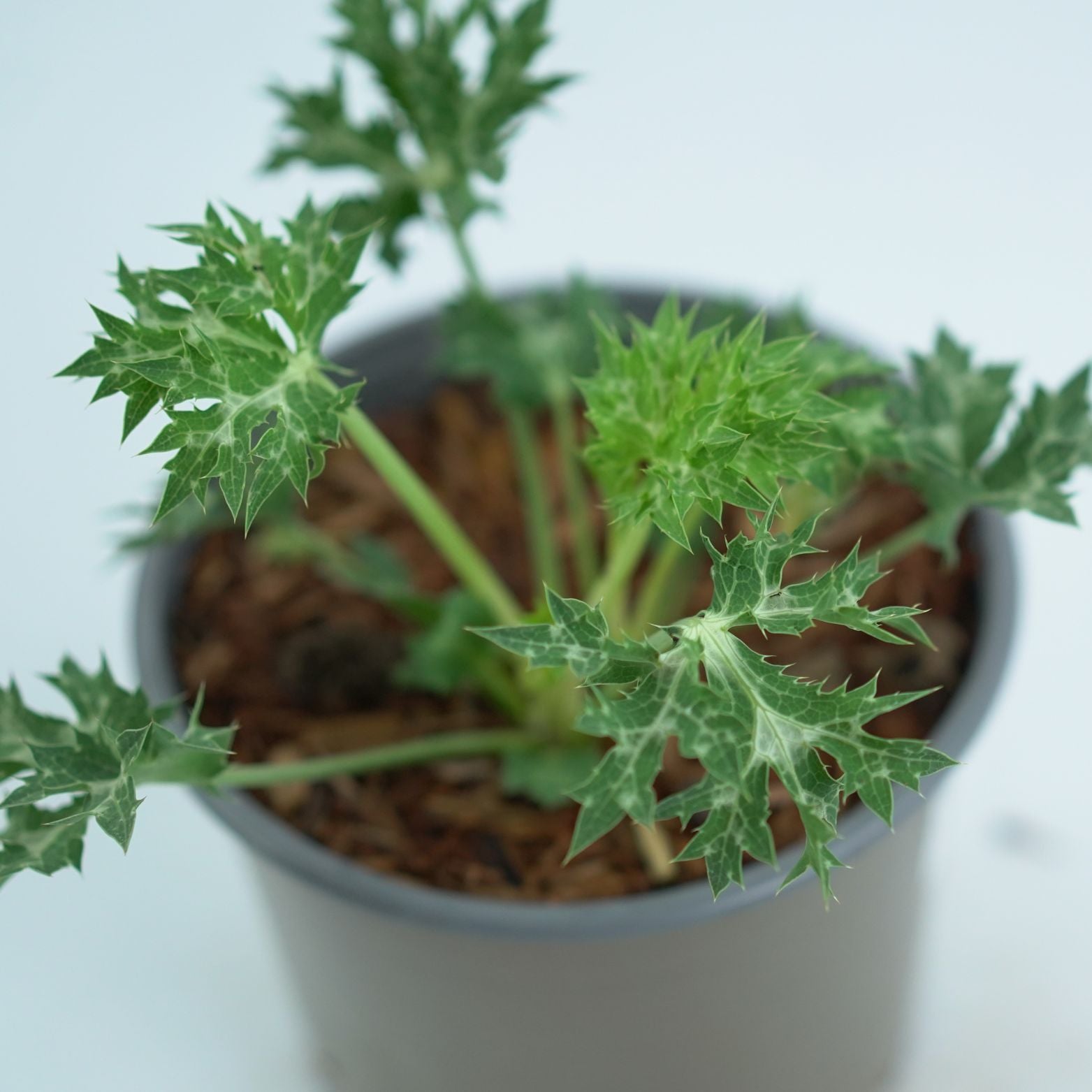 ERYNGIUM Mikołajek