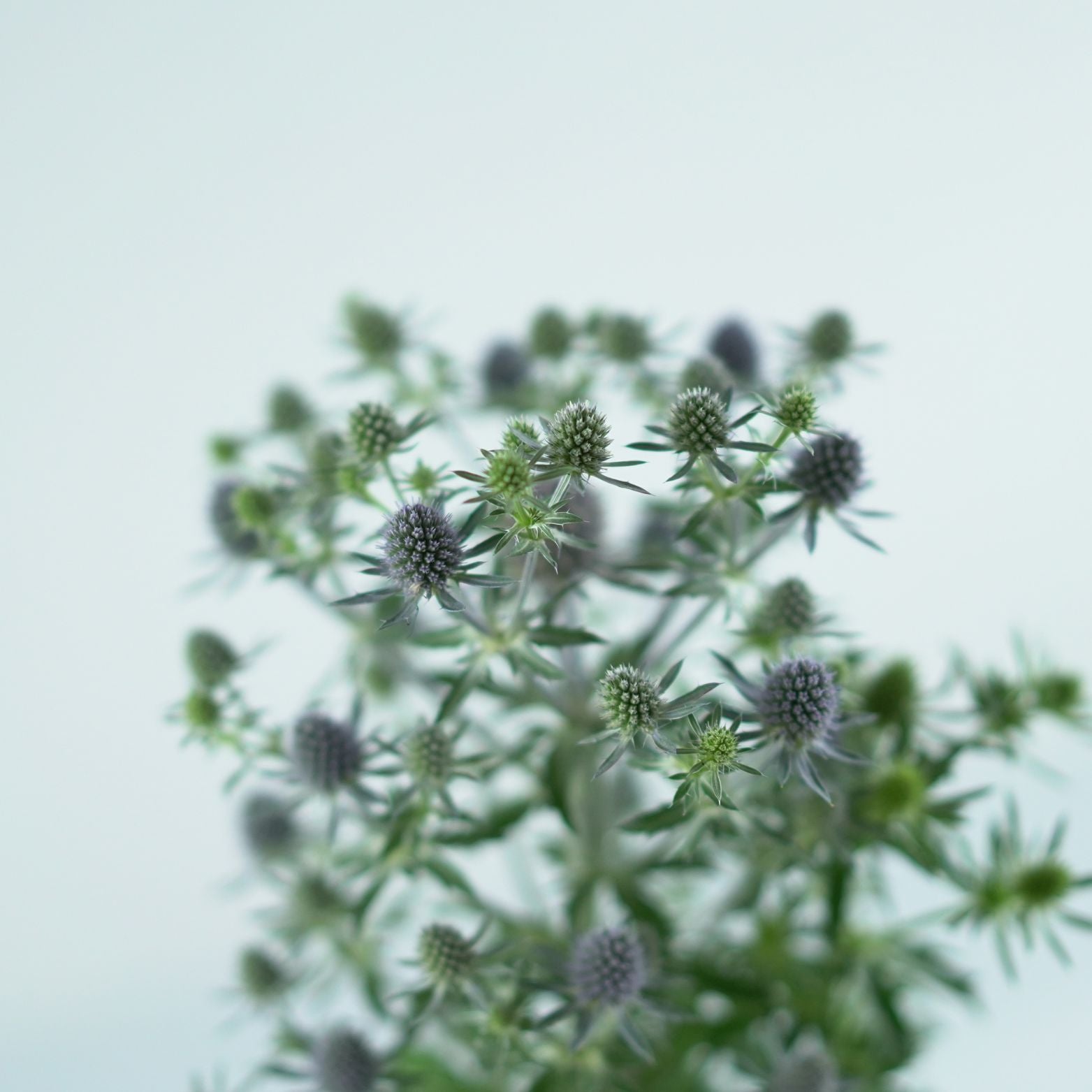 ERYNGIUM Mikołajek