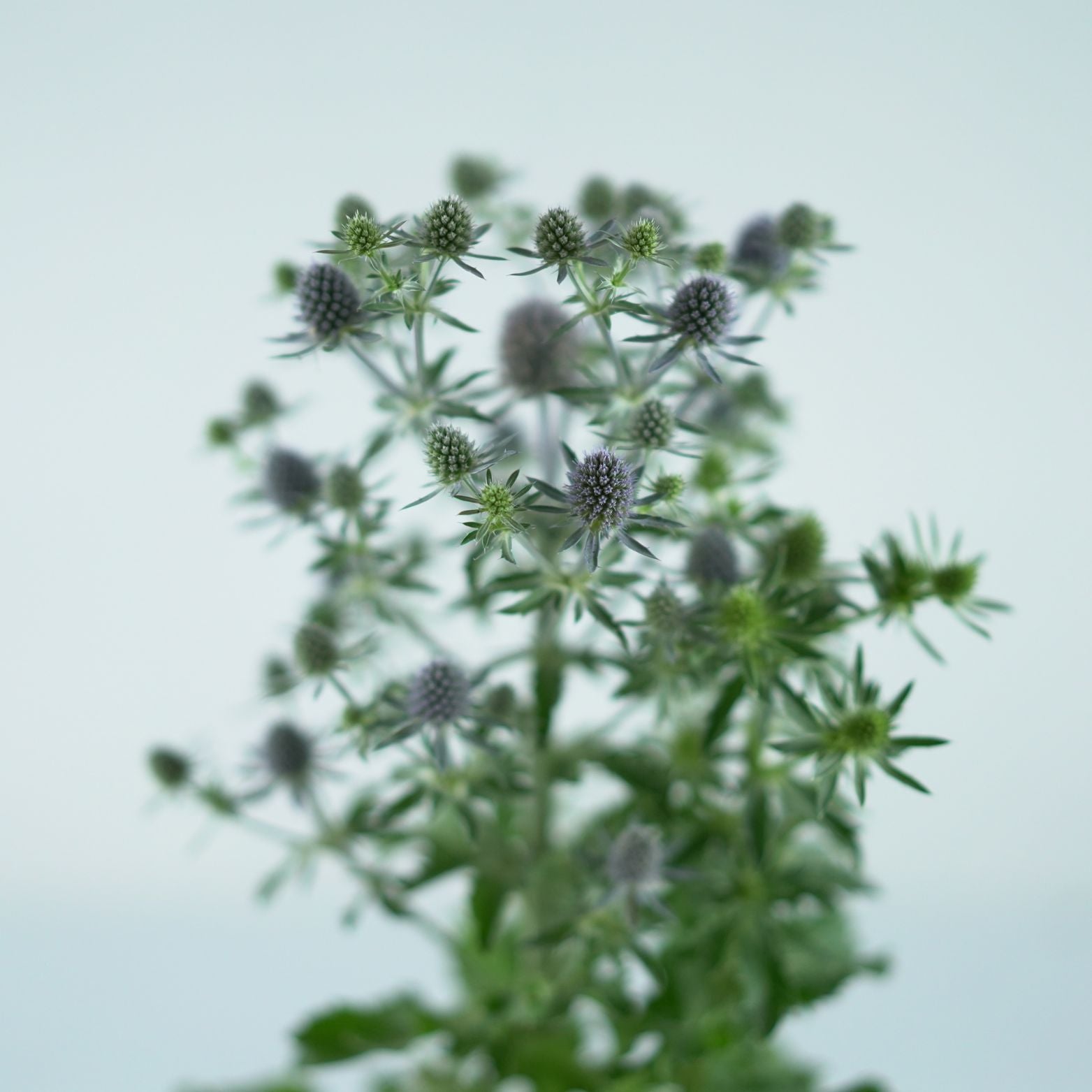 ERYNGIUM Mikołajek
