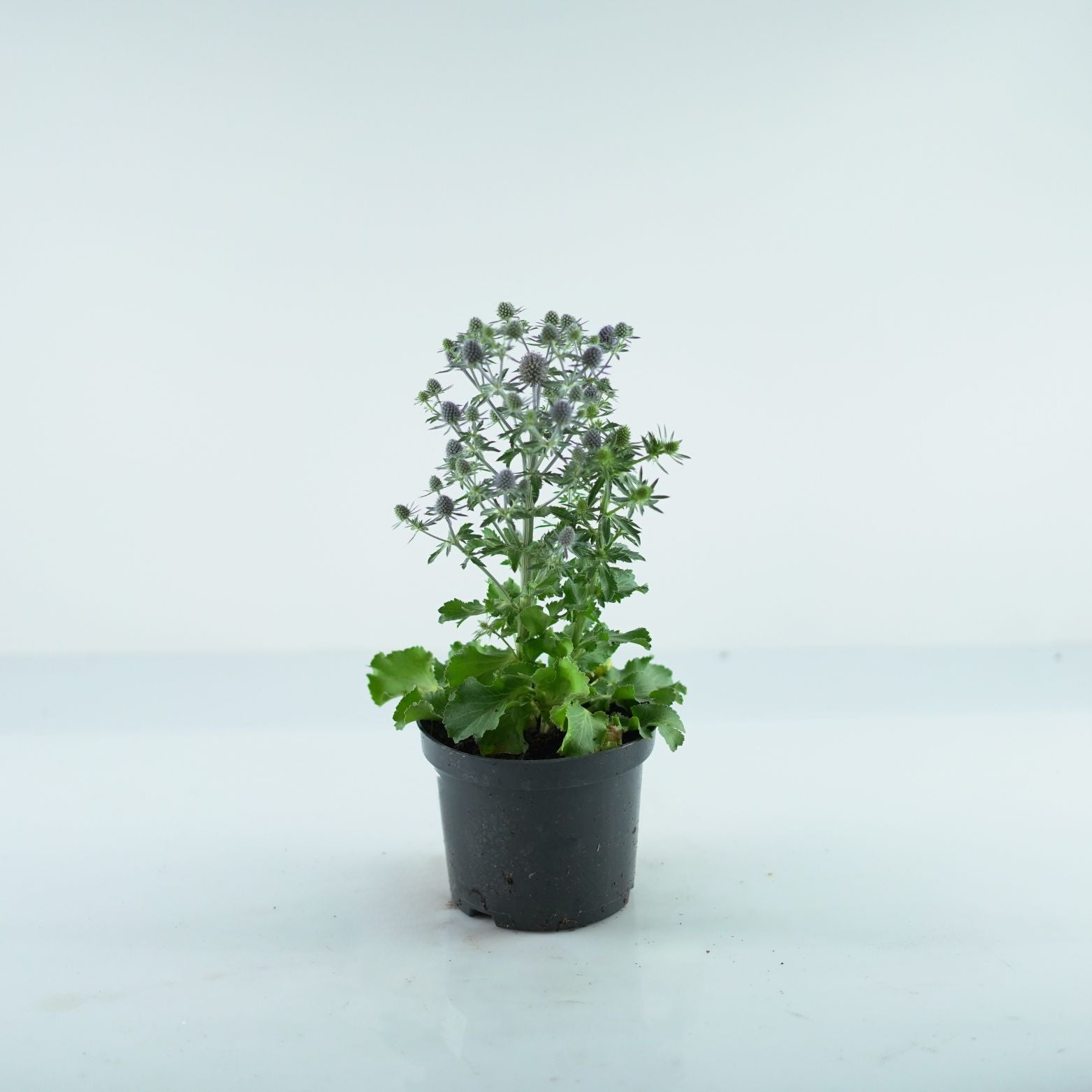 ERYNGIUM Mikołajek