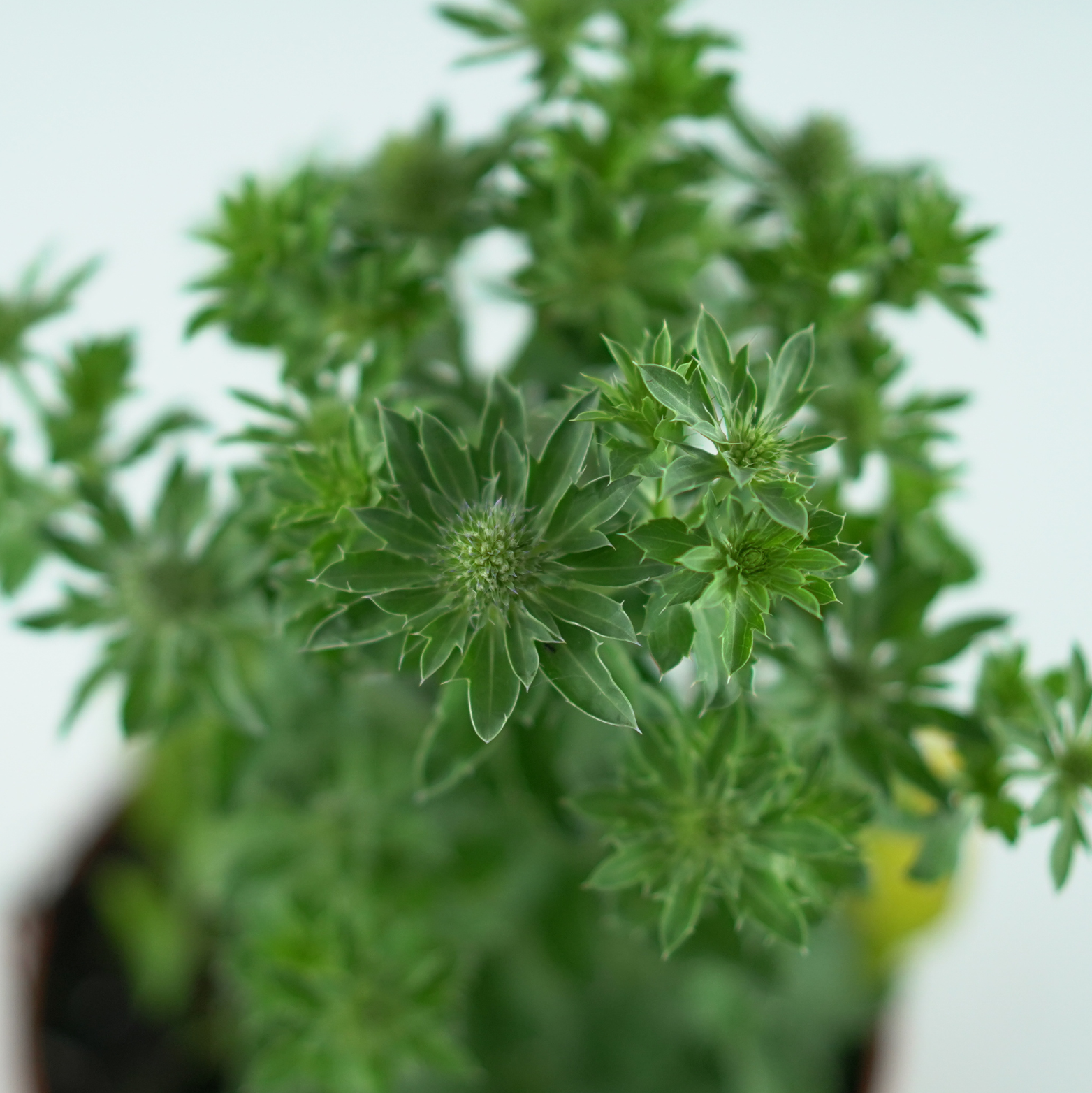 ERYNGIUM PLANUM 'BLUE HOBBIT' Mikołajek