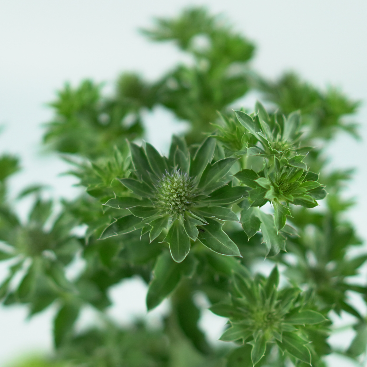 ERYNGIUM PLANUM 'BLUE HOBBIT' Mikołajek