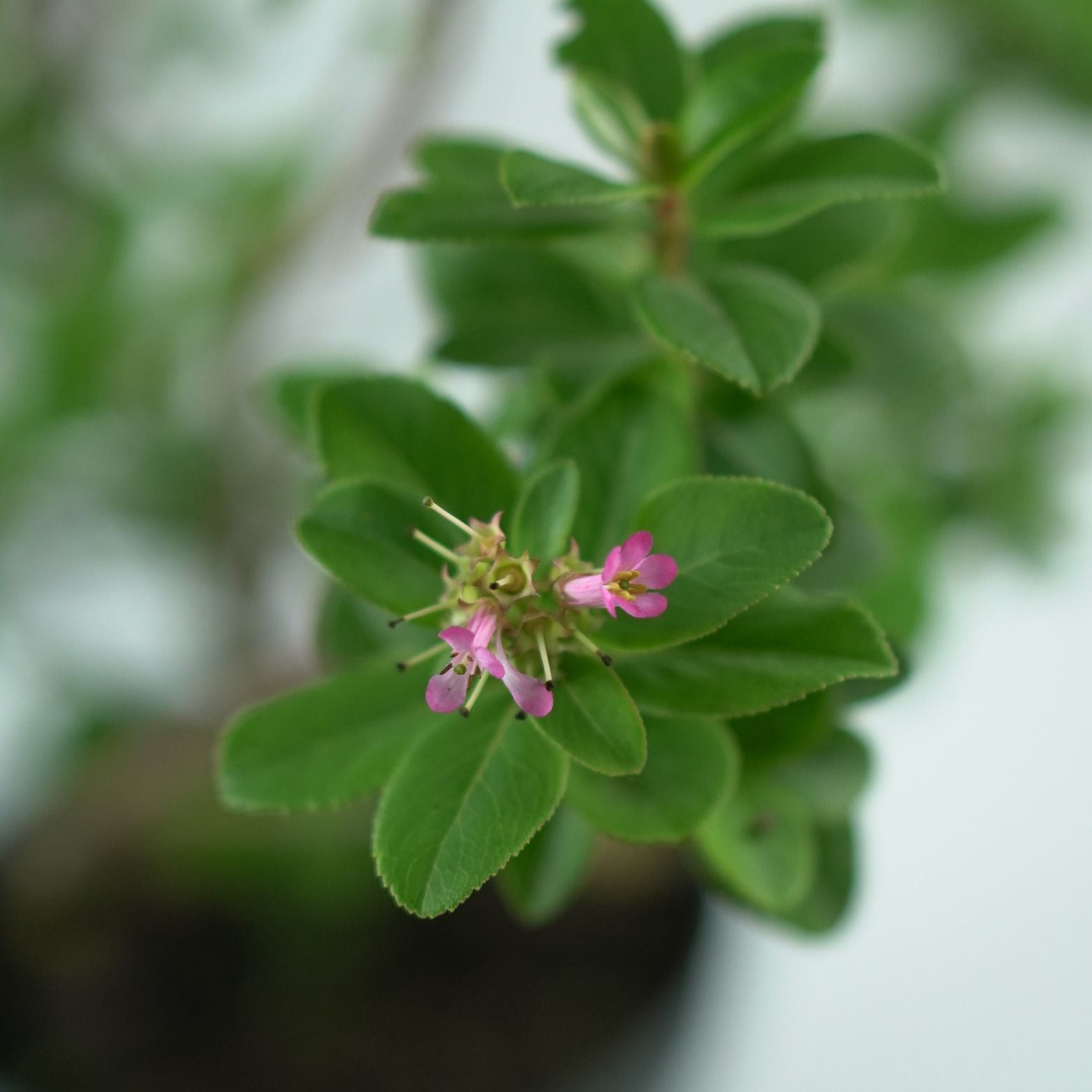 ESCALLONIA 'PINK ELLE' Twardziczka