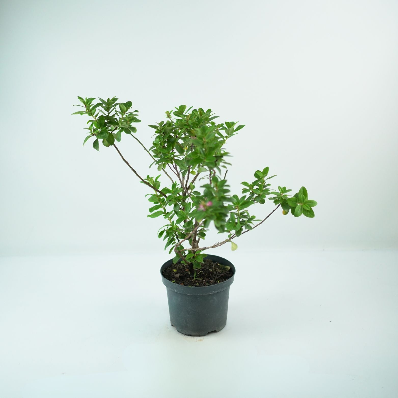 ESCALLONIA 'PINK ELLE' Twardziczka