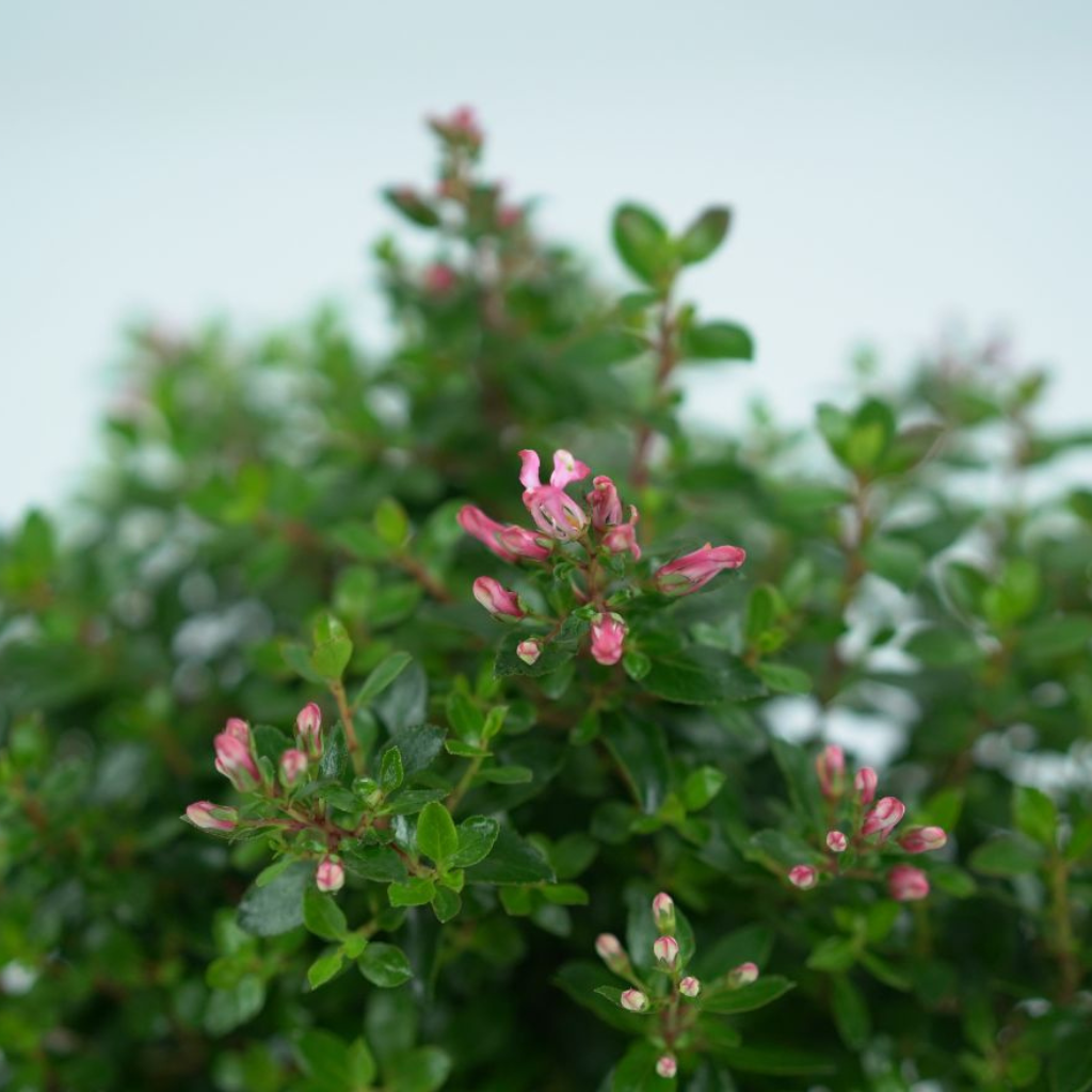 ESCALLONIA 'RED DREAM' Twardziczka