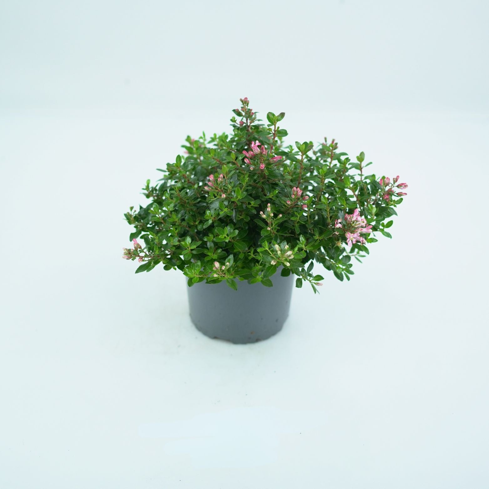 ESCALLONIA 'RED DREAM' Twardziczka