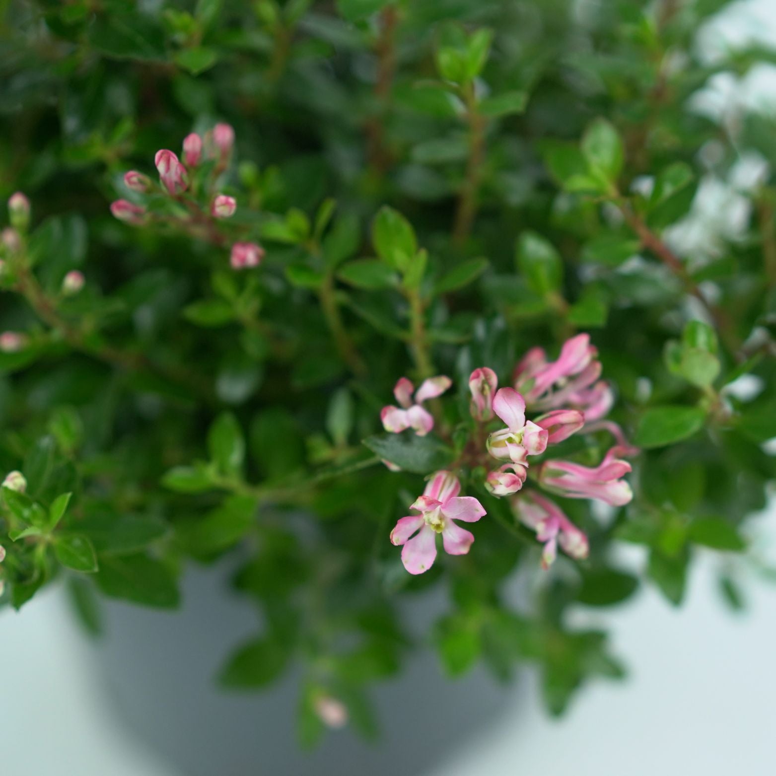 ESCALLONIA 'RED DREAM' Twardziczka