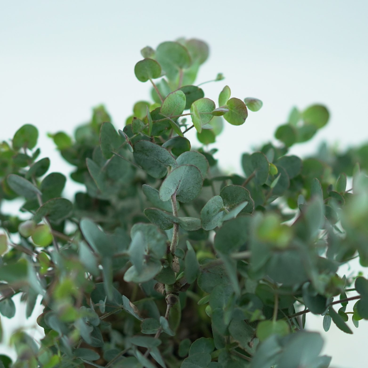 EUCALIPTUS CINEREA Eukaliptus popielaty