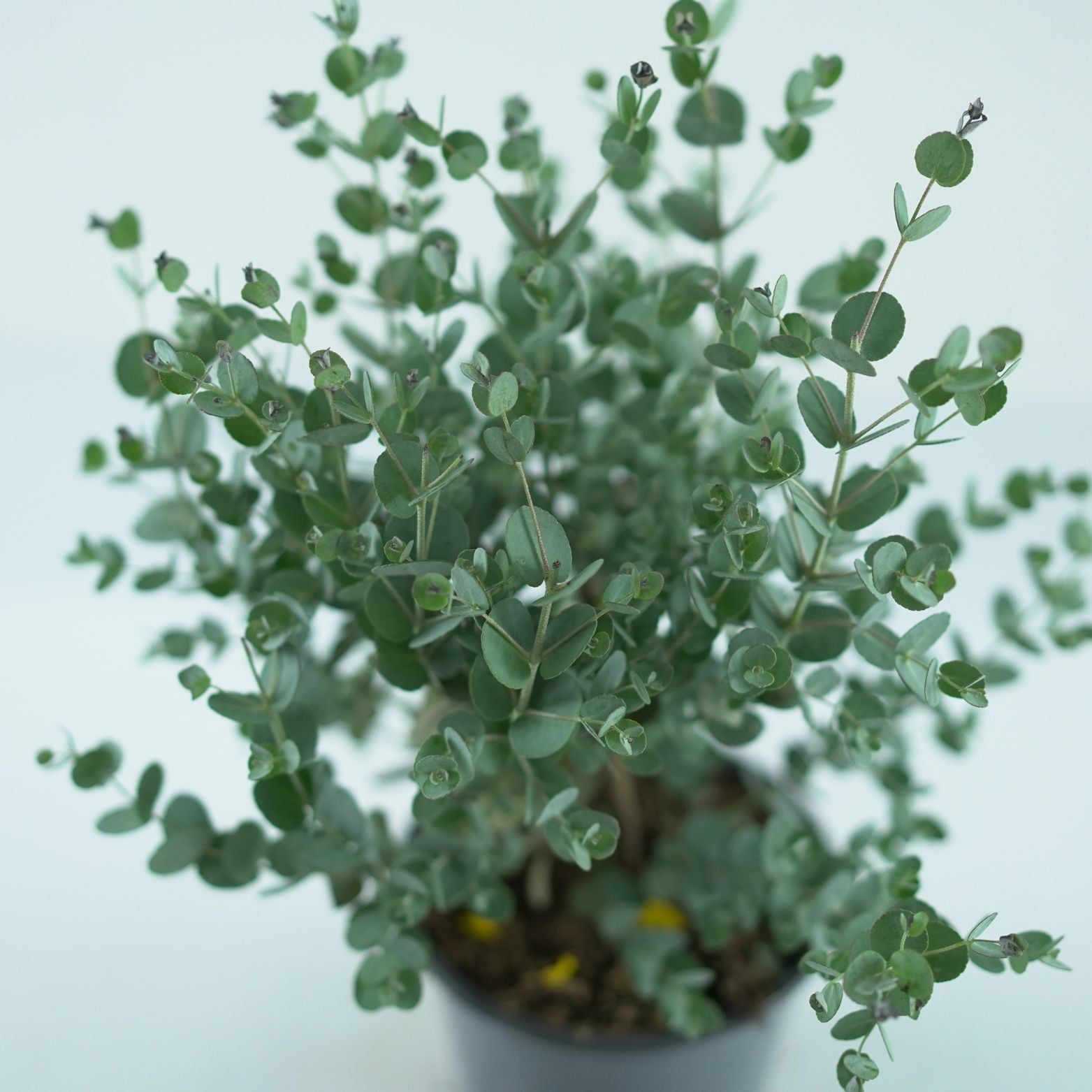 EUCALYPTUS GUNNII Eukaliptus