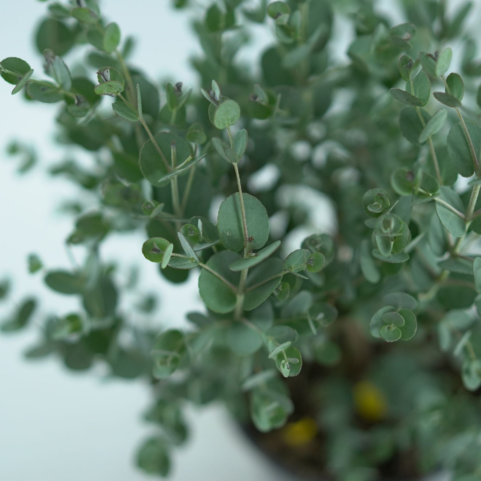 EUCALYPTUS GUNNII Eukaliptus