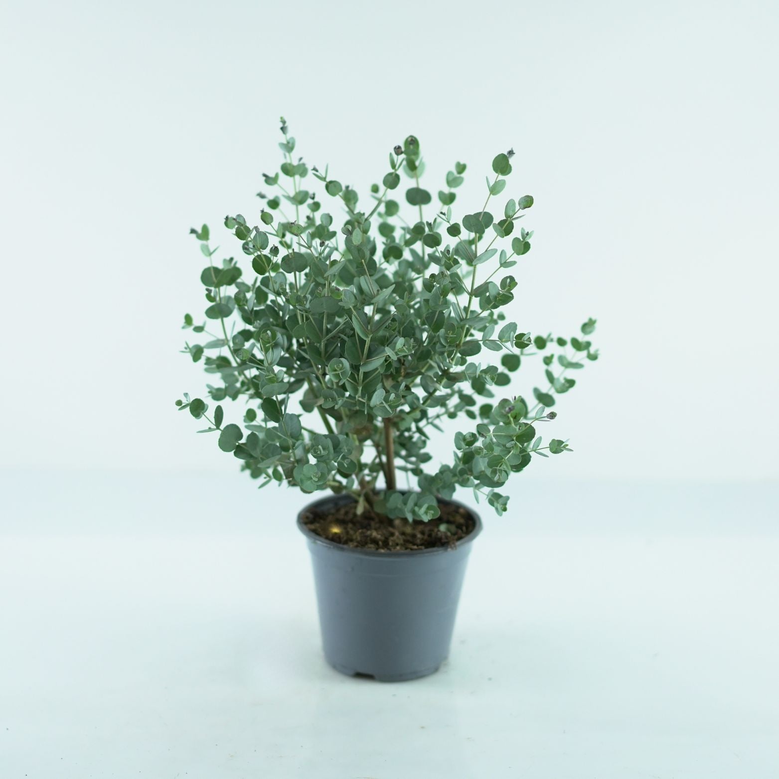 EUCALYPTUS GUNNII Eukaliptus