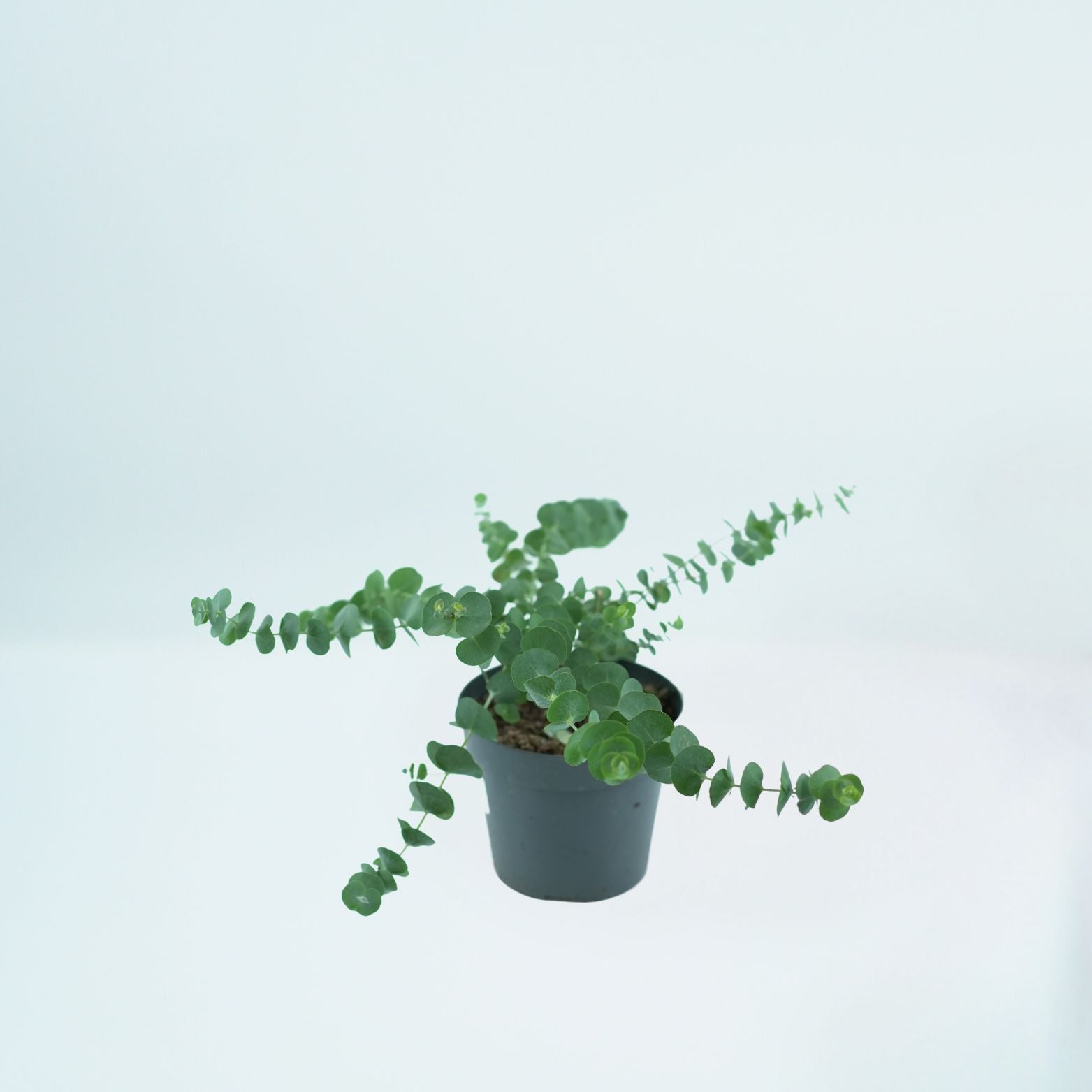 EUCALYPTUS PULVERULENTA 'BABY BLUE' Eukaliptus