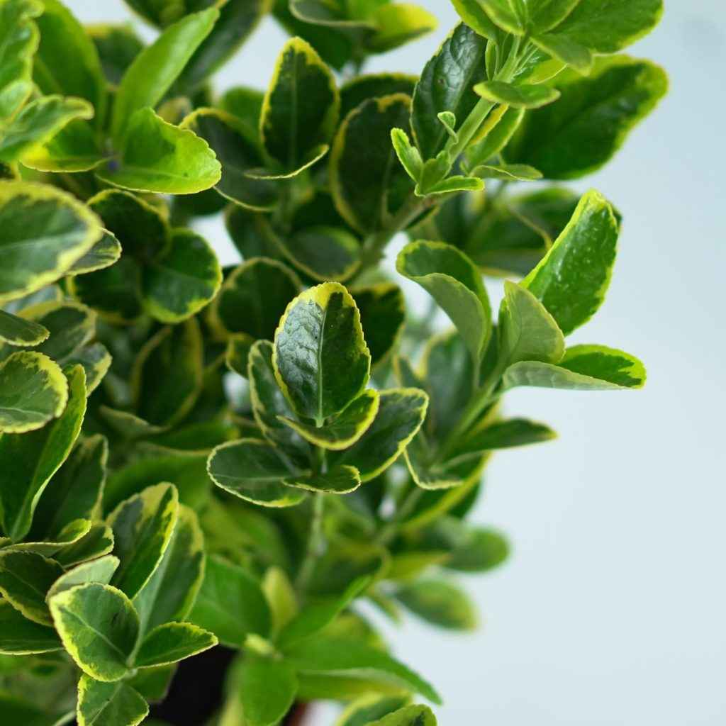 EUONYMUS JAPONICUS 'Aureomarginatus' Trzmielina