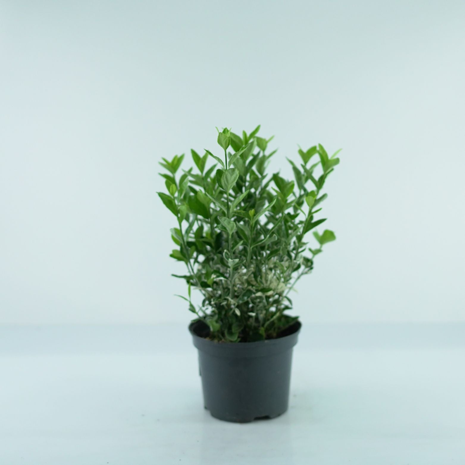EUONYMUS JAPONICUS 'Francien' Trzmielina