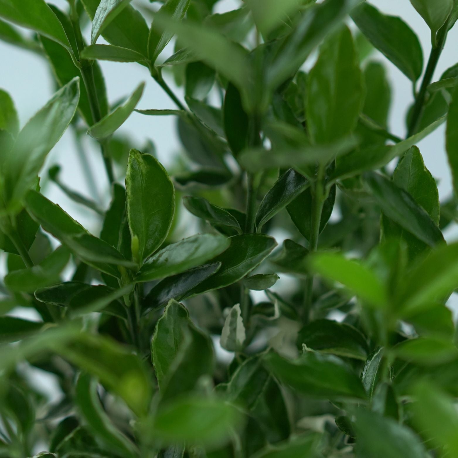 EUONYMUS JAPONICUS 'Francien' Trzmielina