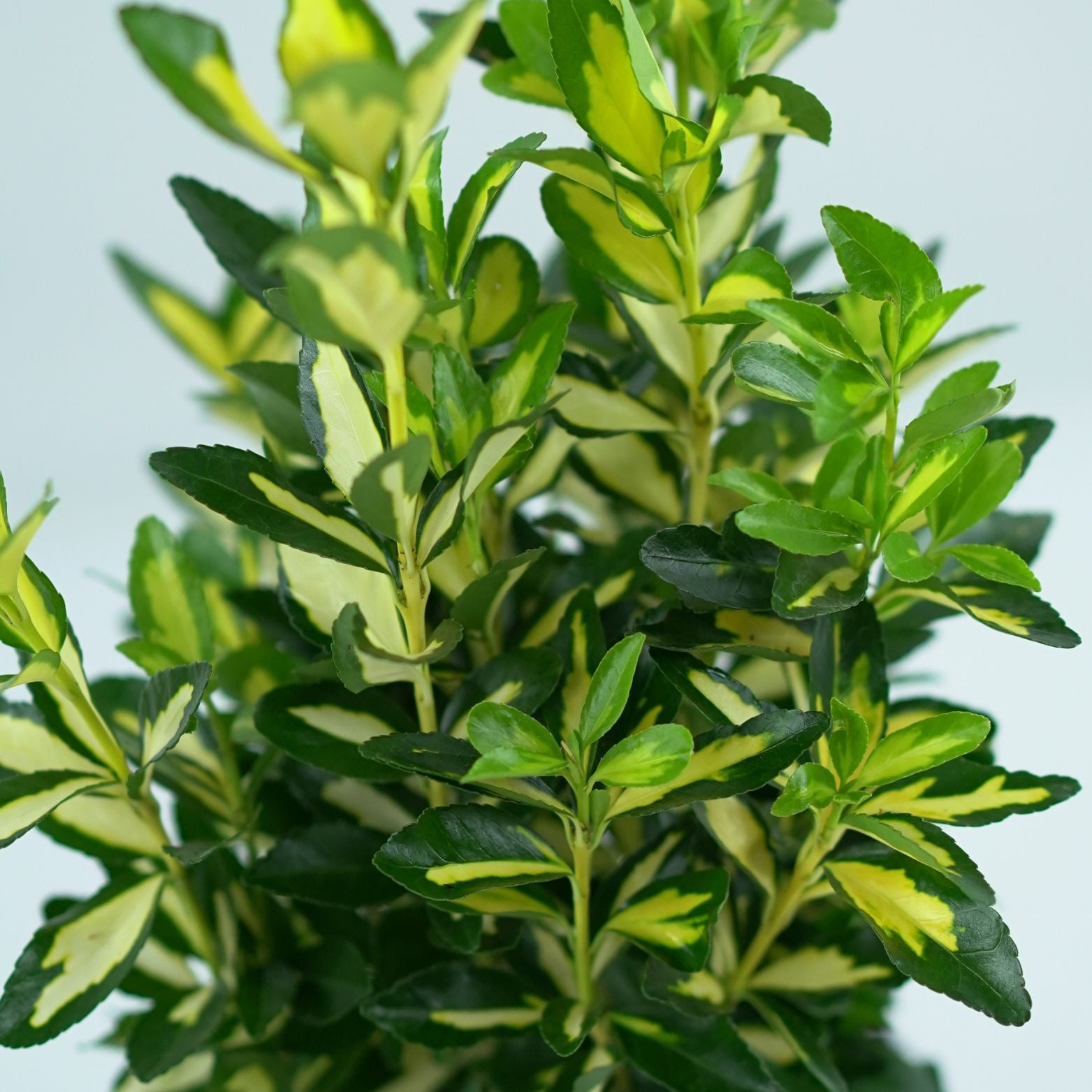 EUONYMUS JAPONICUS 'GOLDEN QUEEN' Trzmielina