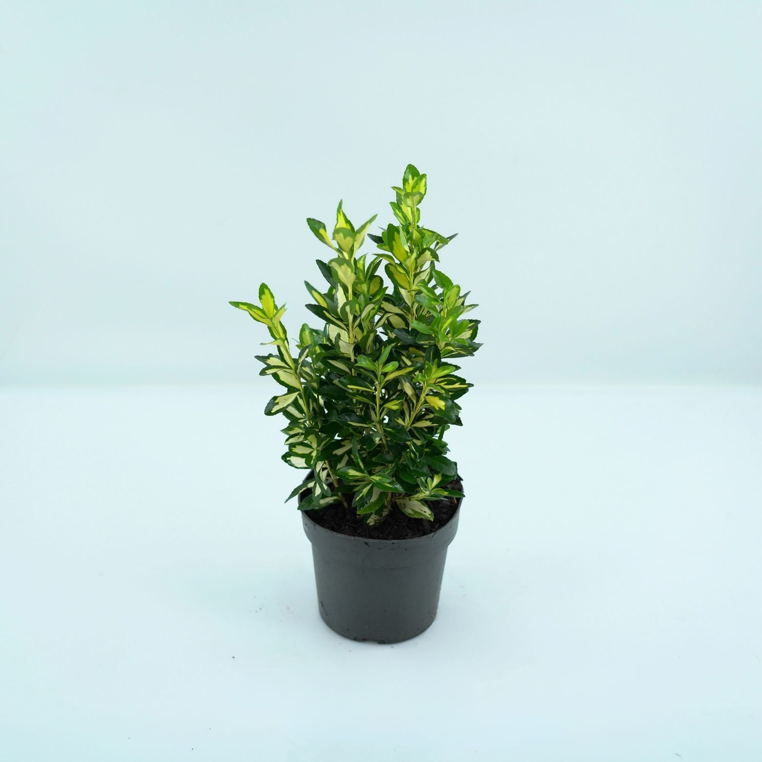 EUONYMUS JAPONICUS 'GOLDEN QUEEN' Trzmielina