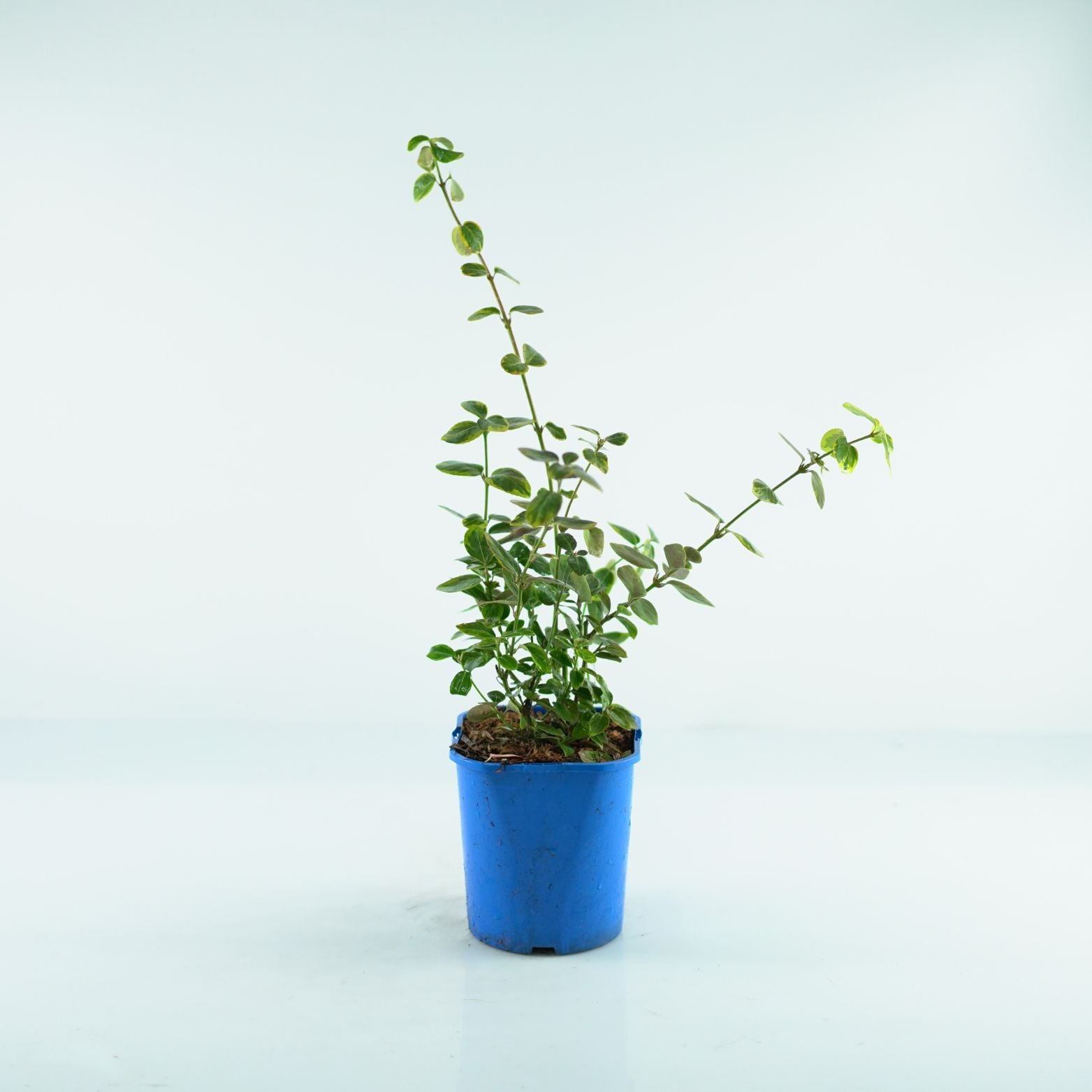 Euonymus fortunei 'Canadale Gold' Trzmielina