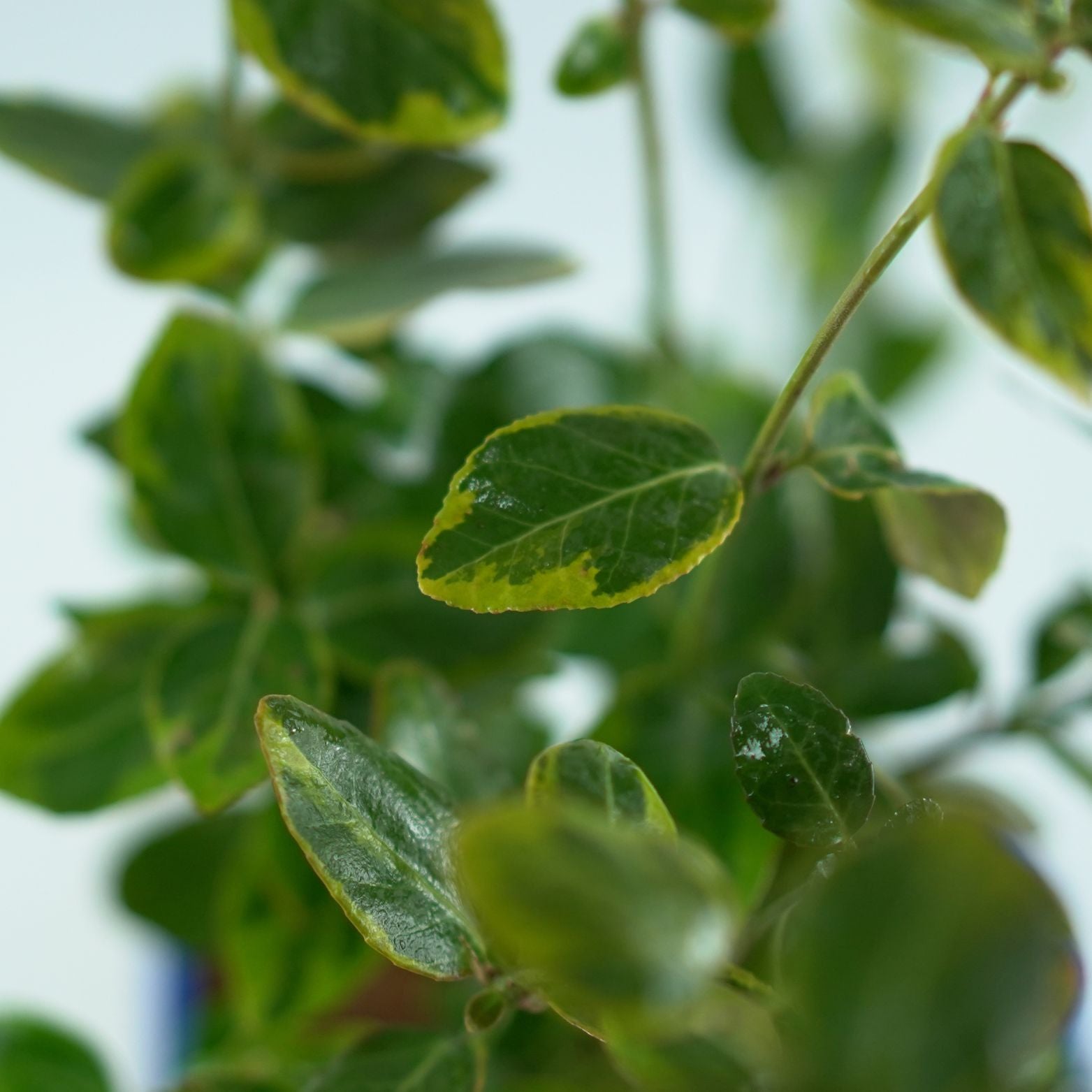 Euonymus fortunei 'Canadale Gold' Trzmielina