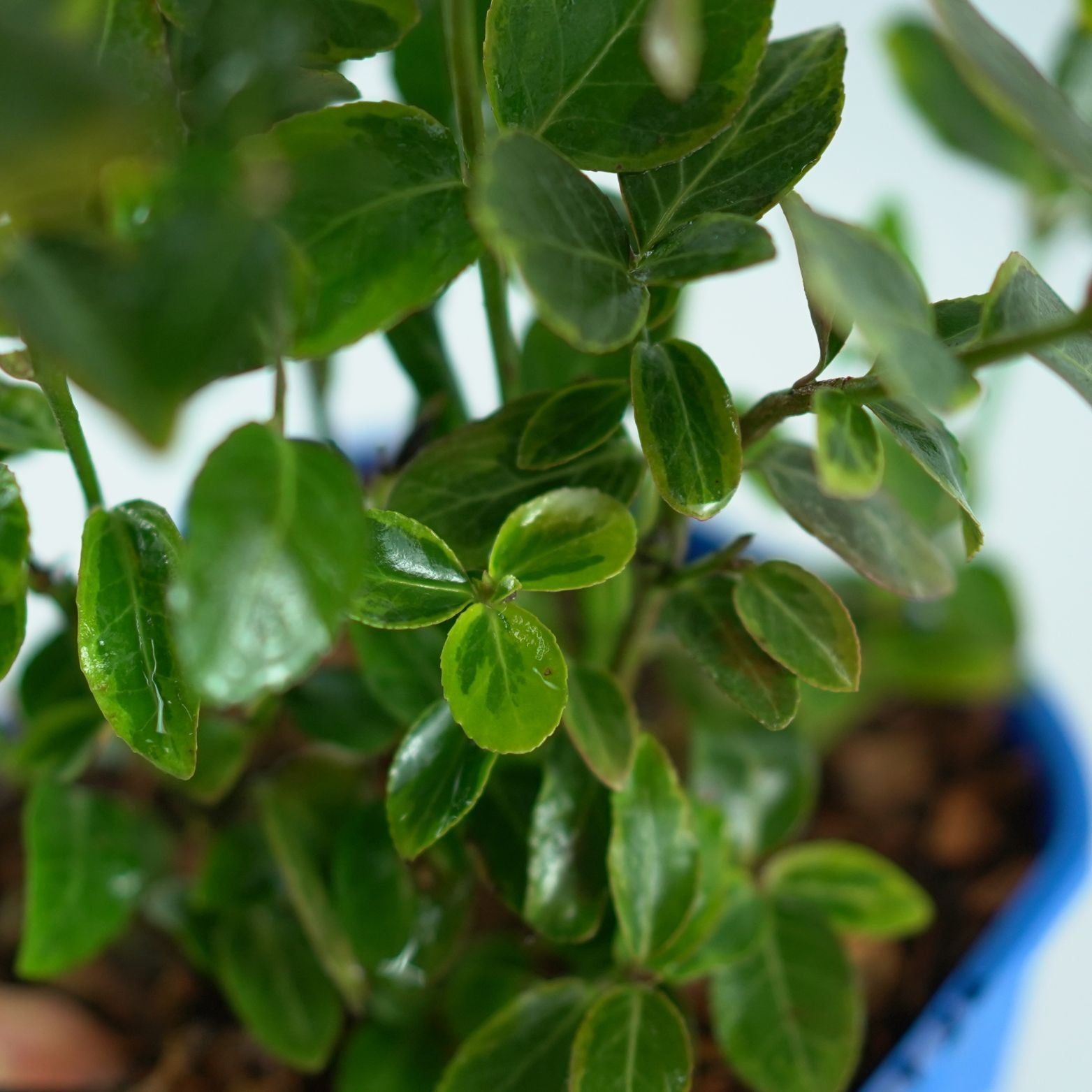 Euonymus fortunei 'Canadale Gold' Trzmielina