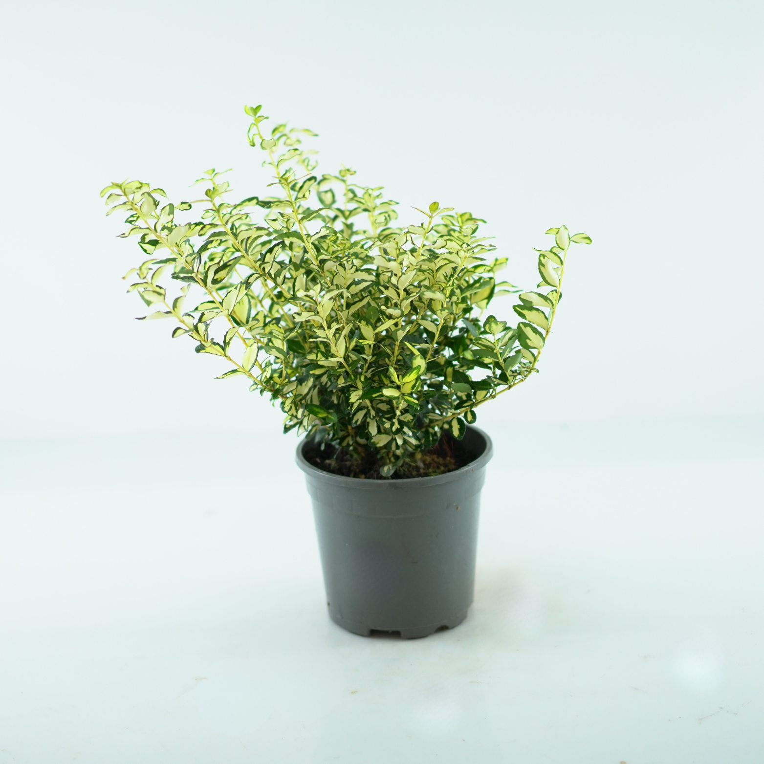 EUONYMUS FORTUNEI 'BLONDY' Trzmielina