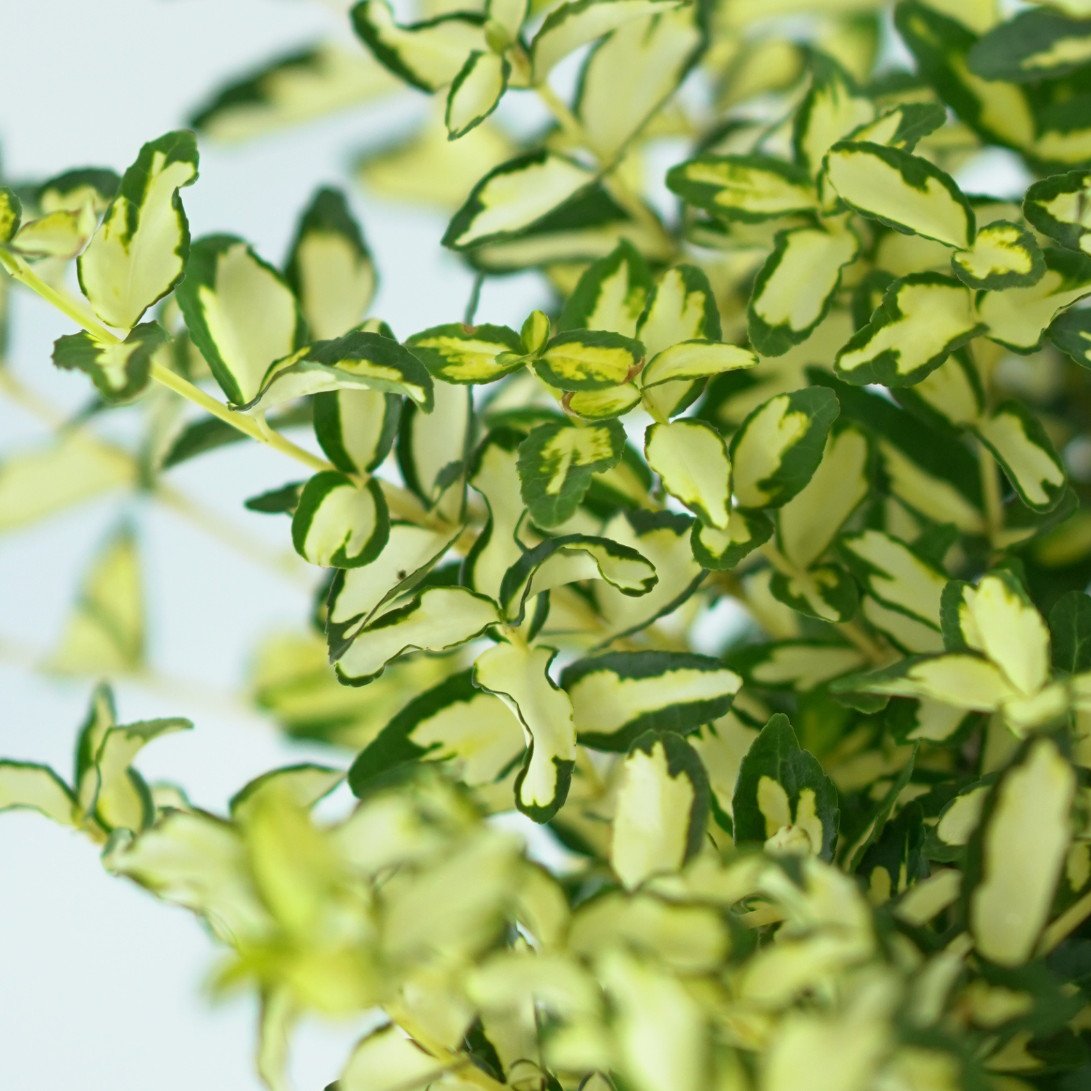 EUONYMUS FORTUNEI 'BLONDY' Trzmielina