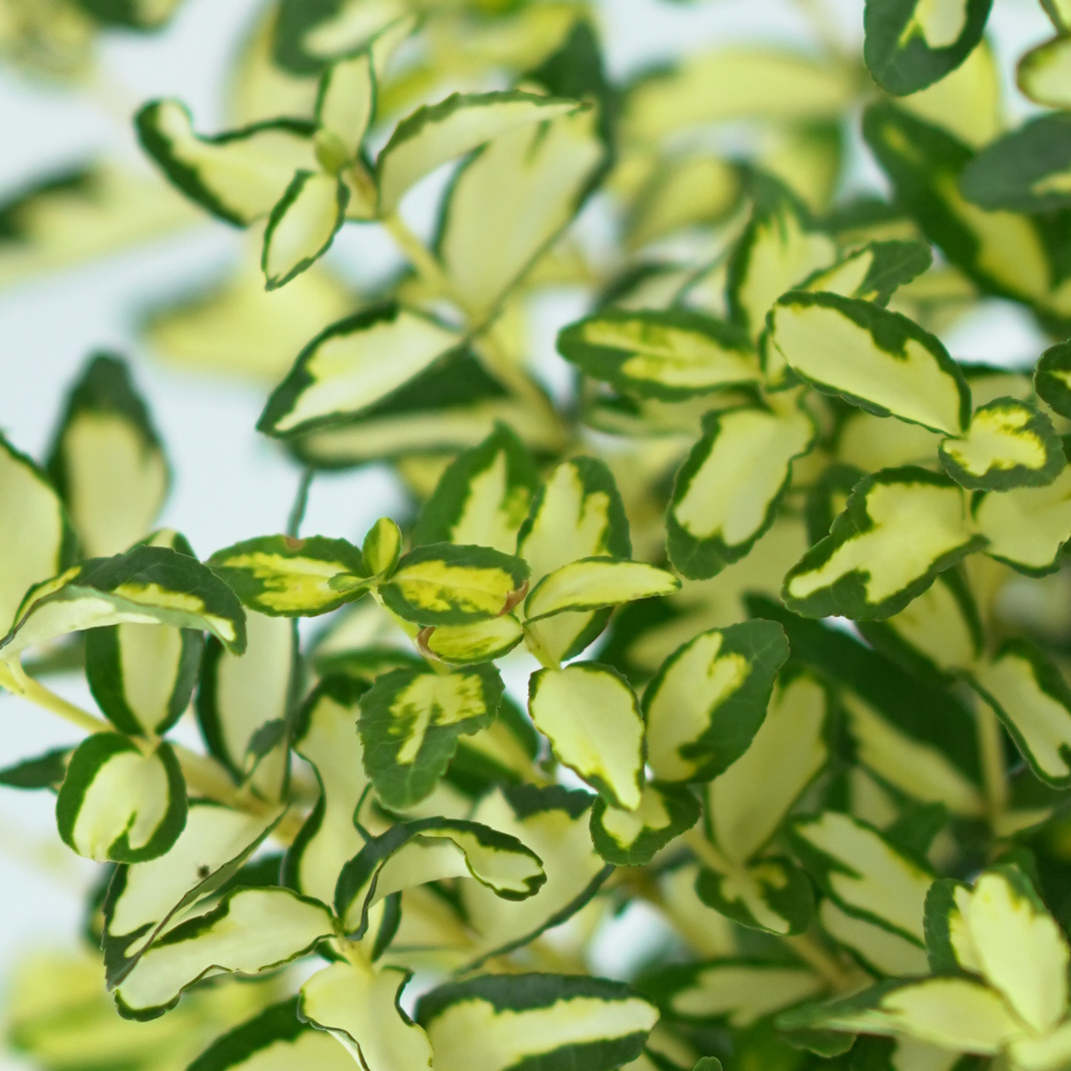 EUONYMUS FORTUNEI 'BLONDY' Trzmielina