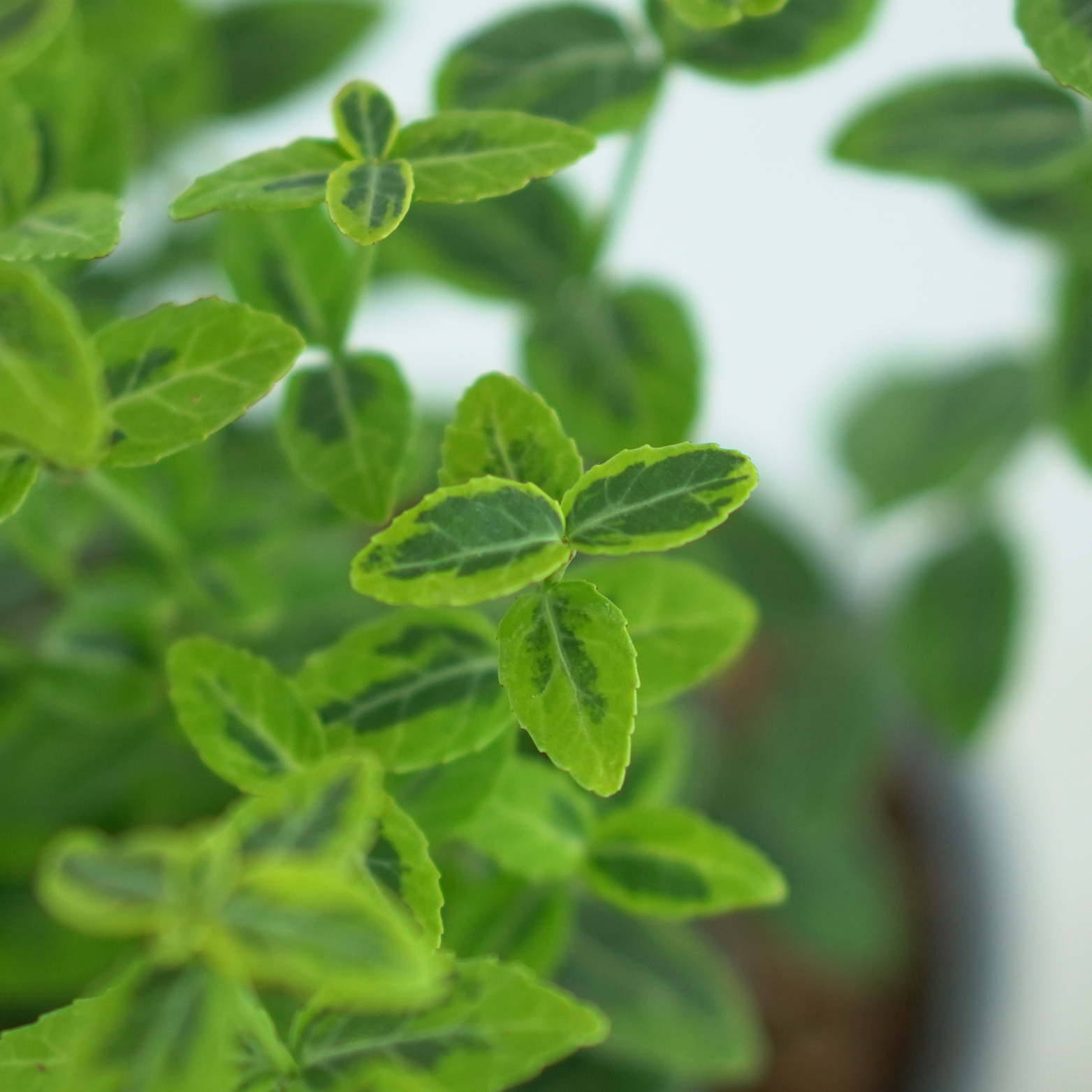 EUONYMUS FORTUNEI 'EMERALD 'N' GOLD' Trzmielina