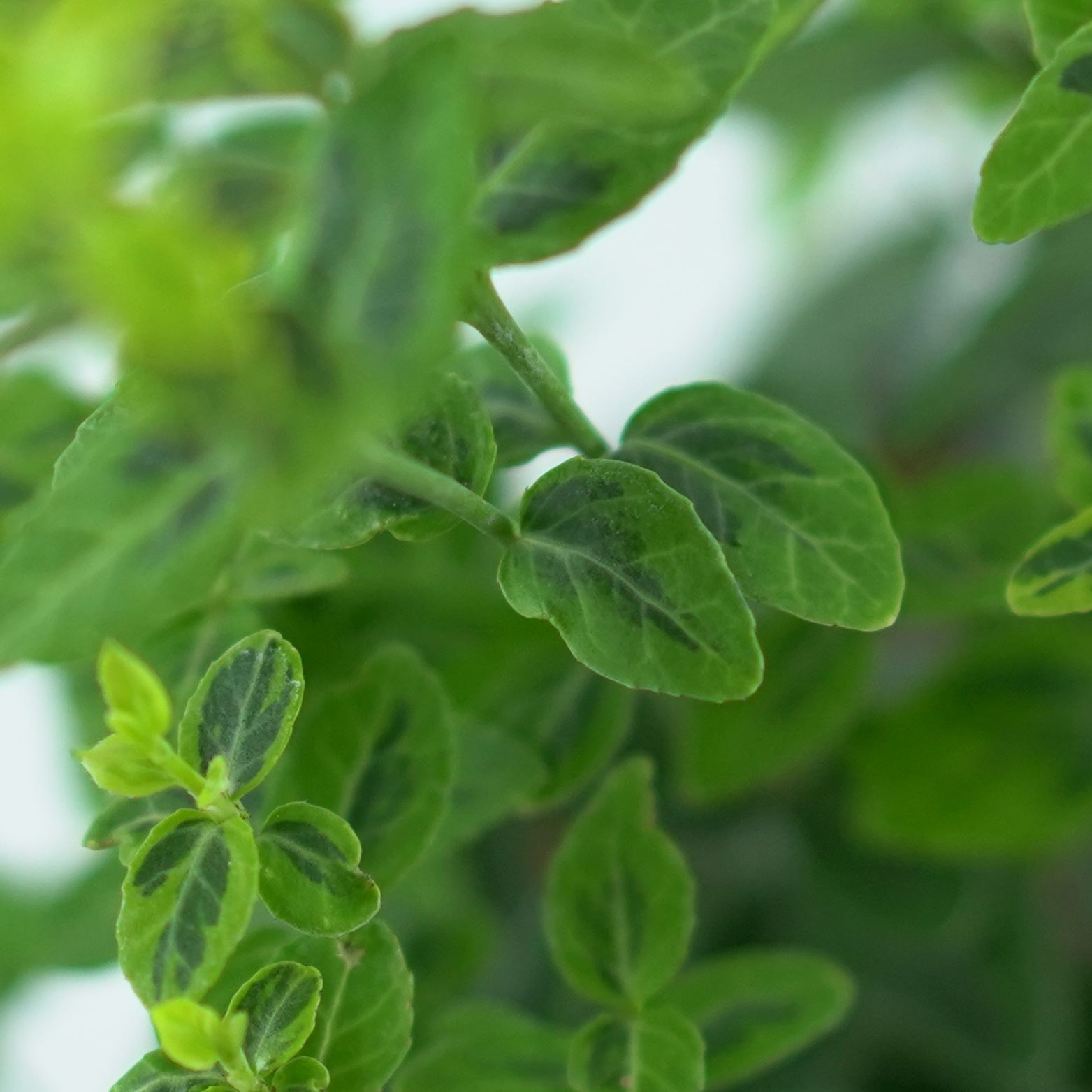 EUONYMUS FORTUNEI 'EMERALD 'N' GOLD' Trzmielina