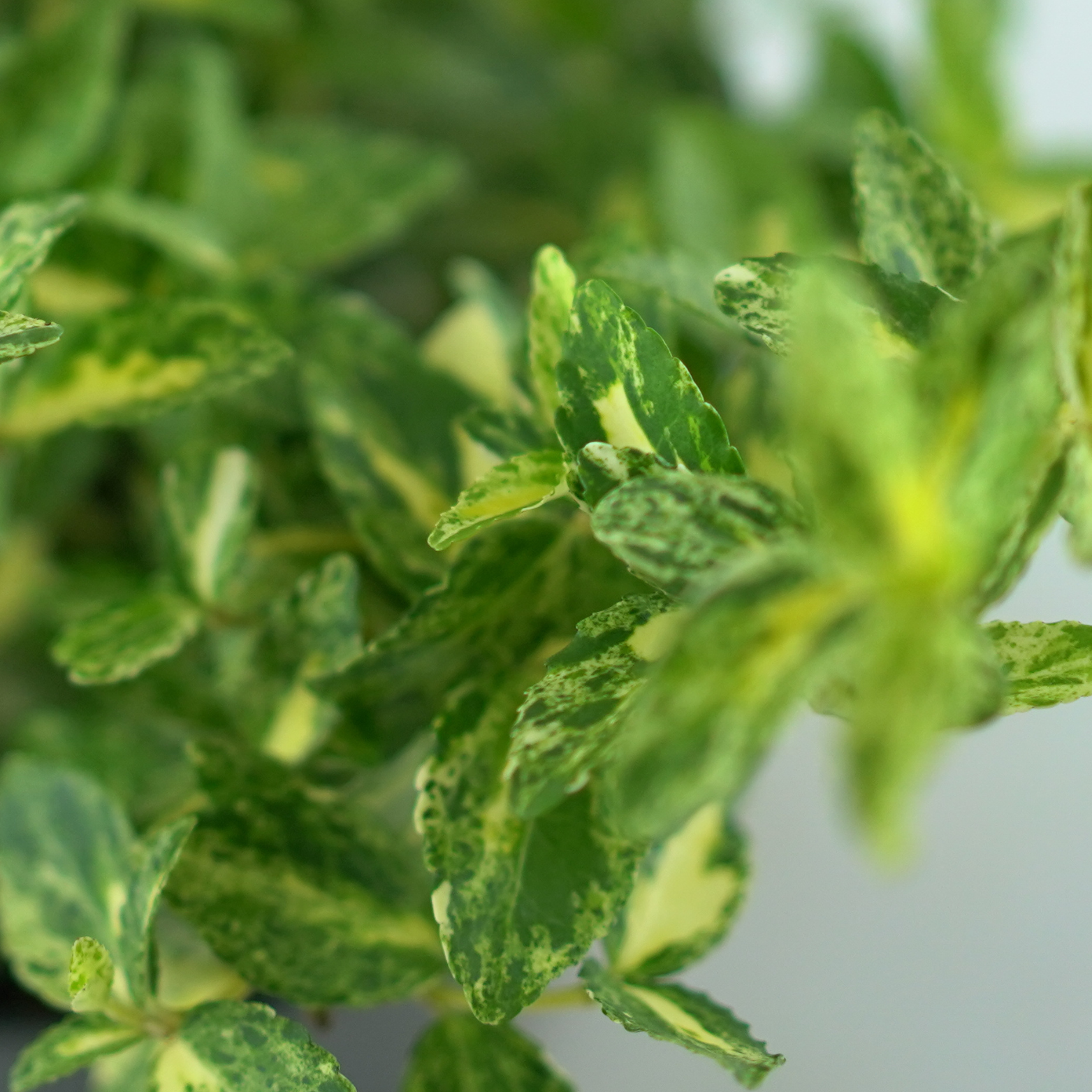 EUONYMUS FORTUNEI 'GOLDEN HARLEQUIN' Trzmielina