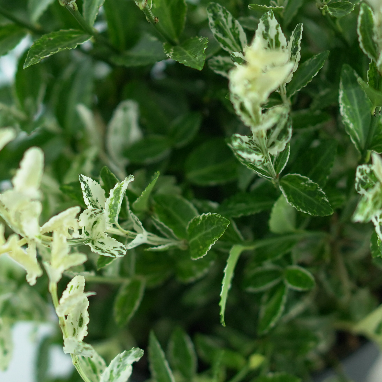 EUONYMUS FORTUNEI 'HARLEQUIN' Trzmielina