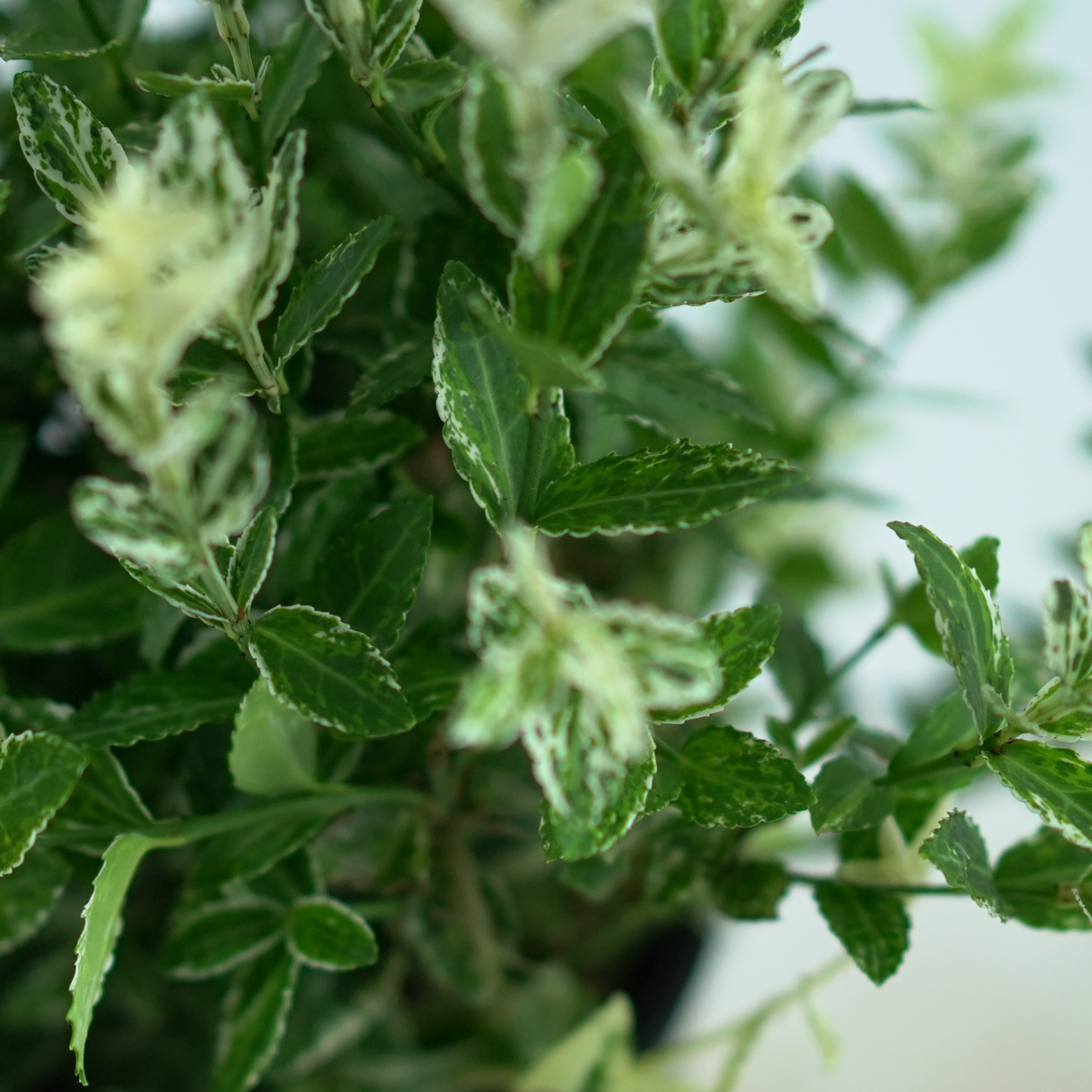 EUONYMUS FORTUNEI 'HARLEQUIN' Trzmielina