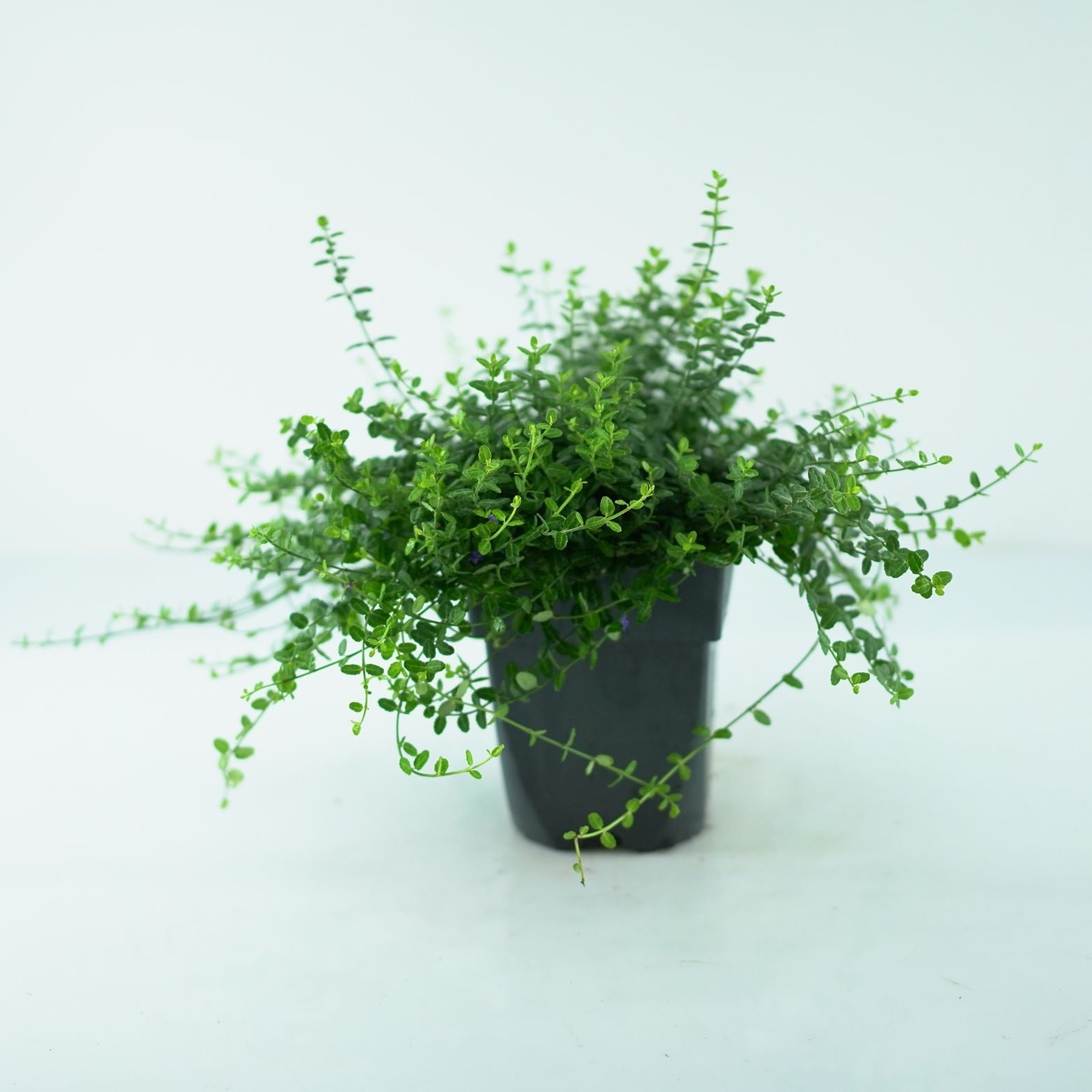 EUONYMUS FORTUNEI 'Minimus' Trzmielina