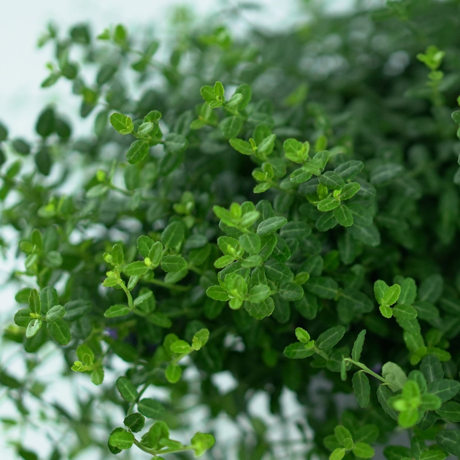 EUONYMUS FORTUNEI 'Minimus' Trzmielina