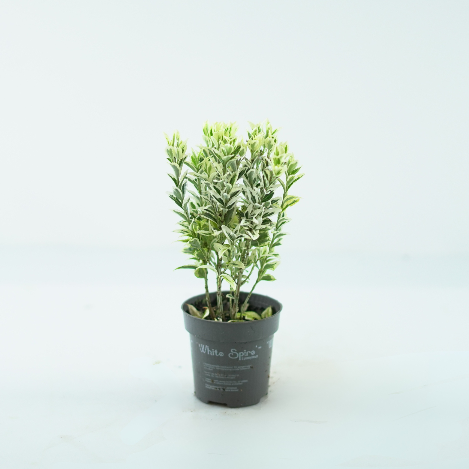 EUONYMUS FORTUNEI 'WHITE SPIRE' Trzmielina